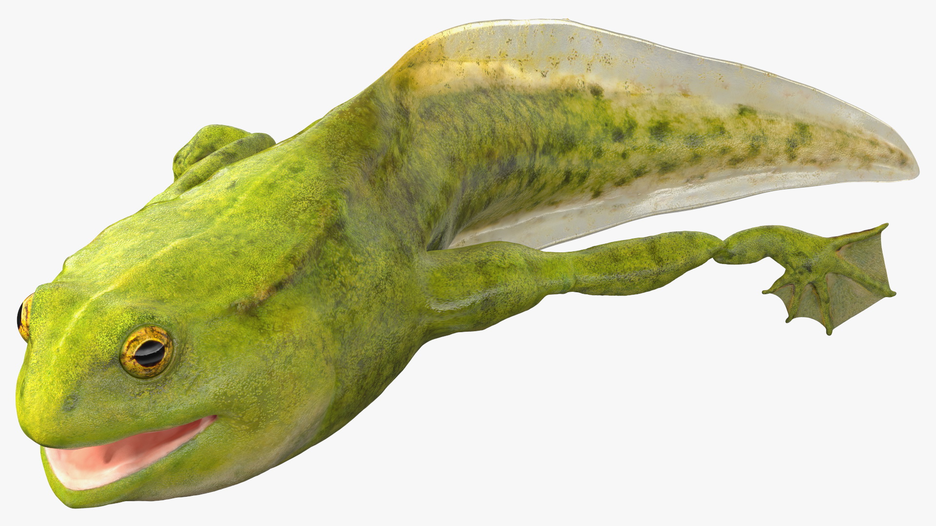 3D model Tadpole Late Stage Rigged