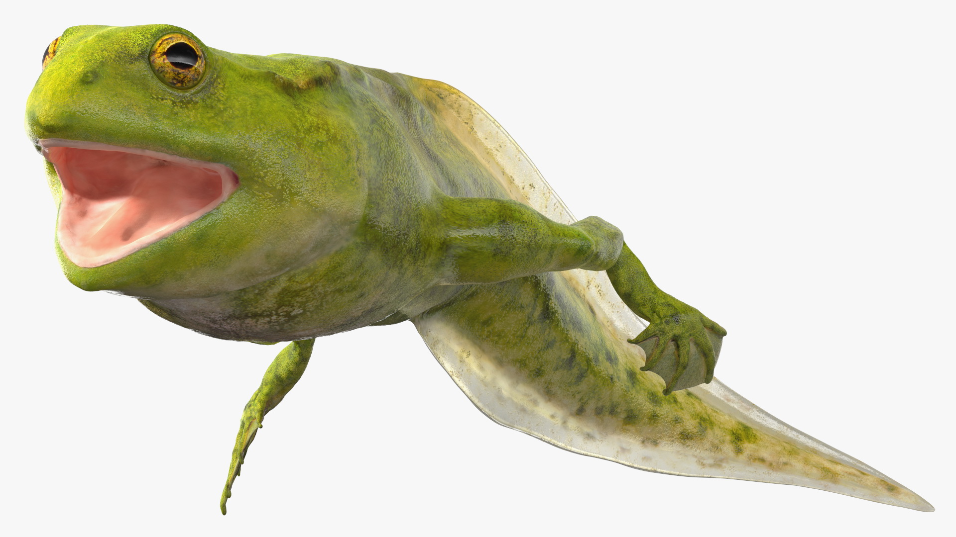 3D model Tadpole Late Stage Rigged