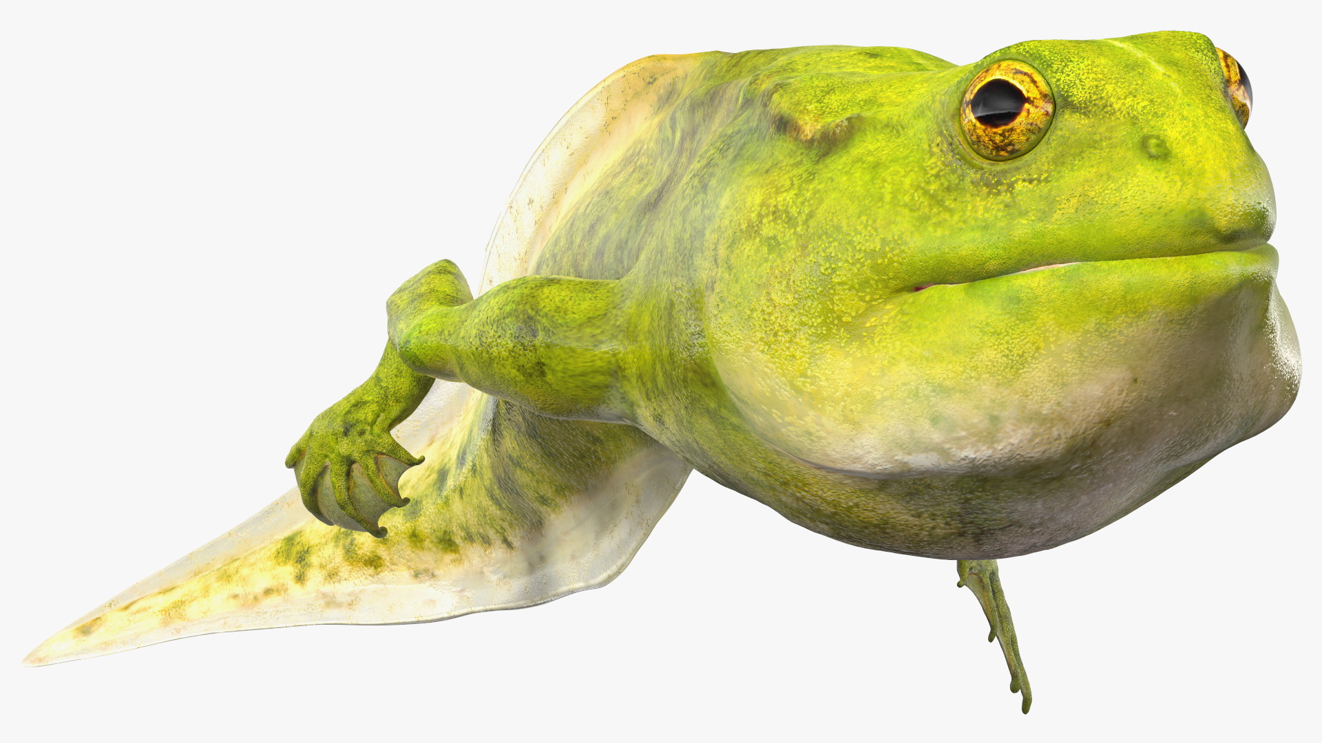 3D model Tadpole Late Stage Rigged
