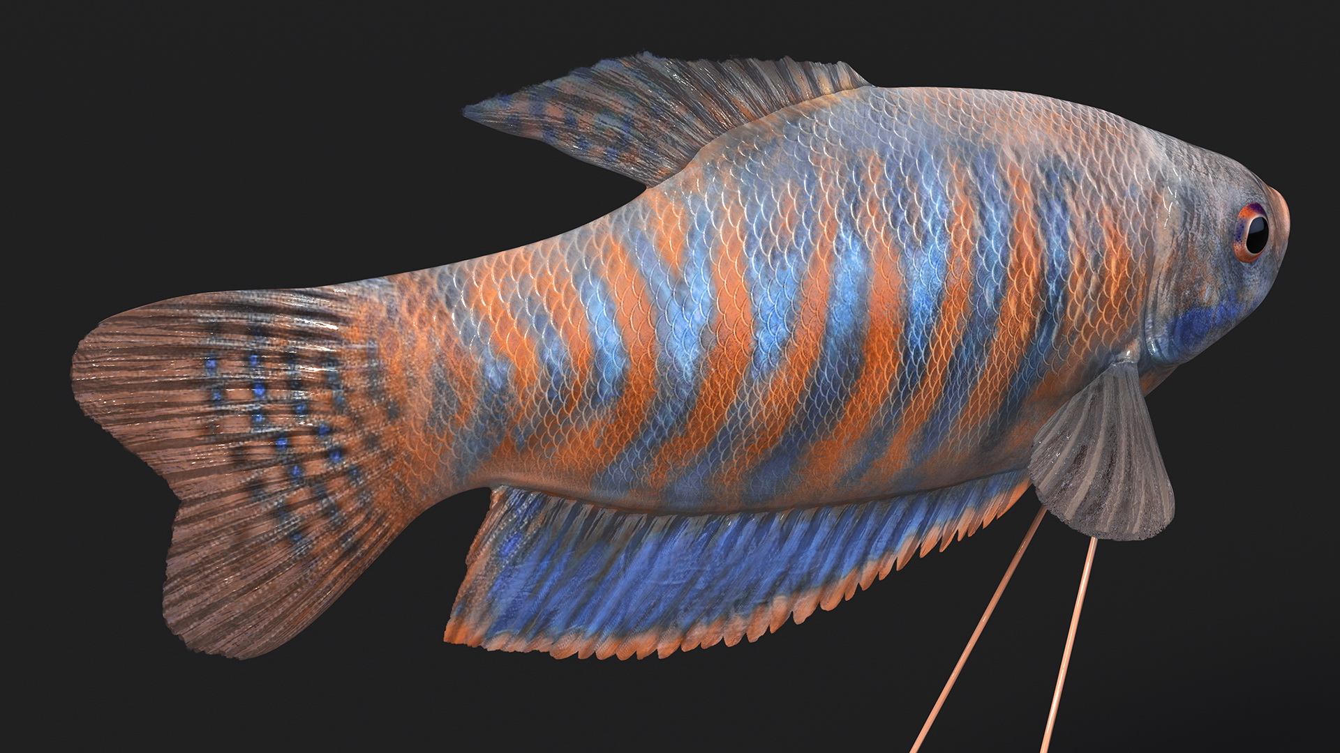 3D model Dwarf Gourami Fish Rigged