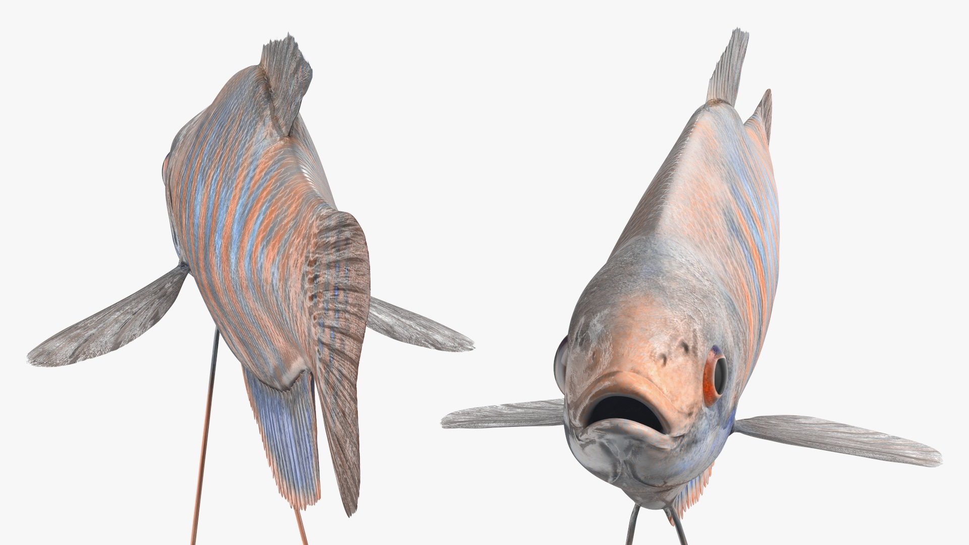 3D model Dwarf Gourami Fish Rigged