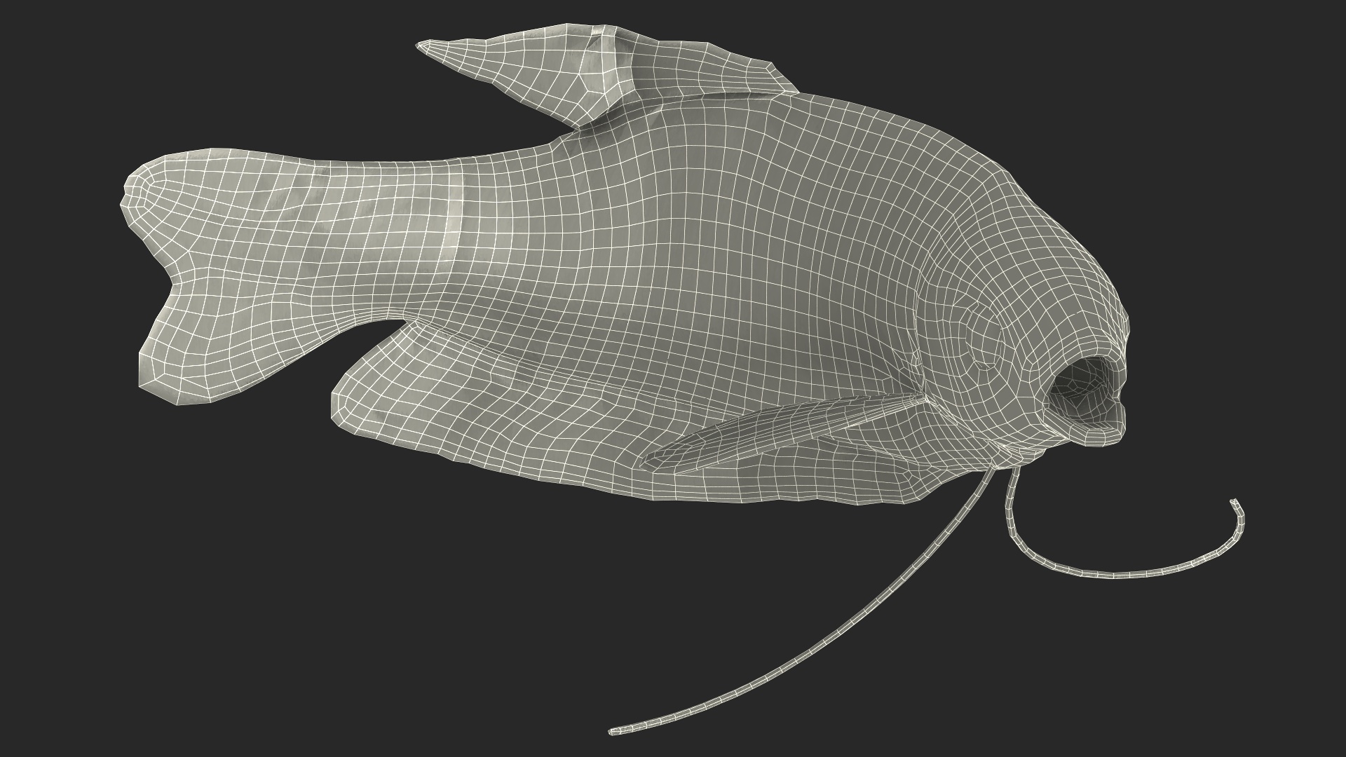 3D model Dwarf Gourami Fish Rigged