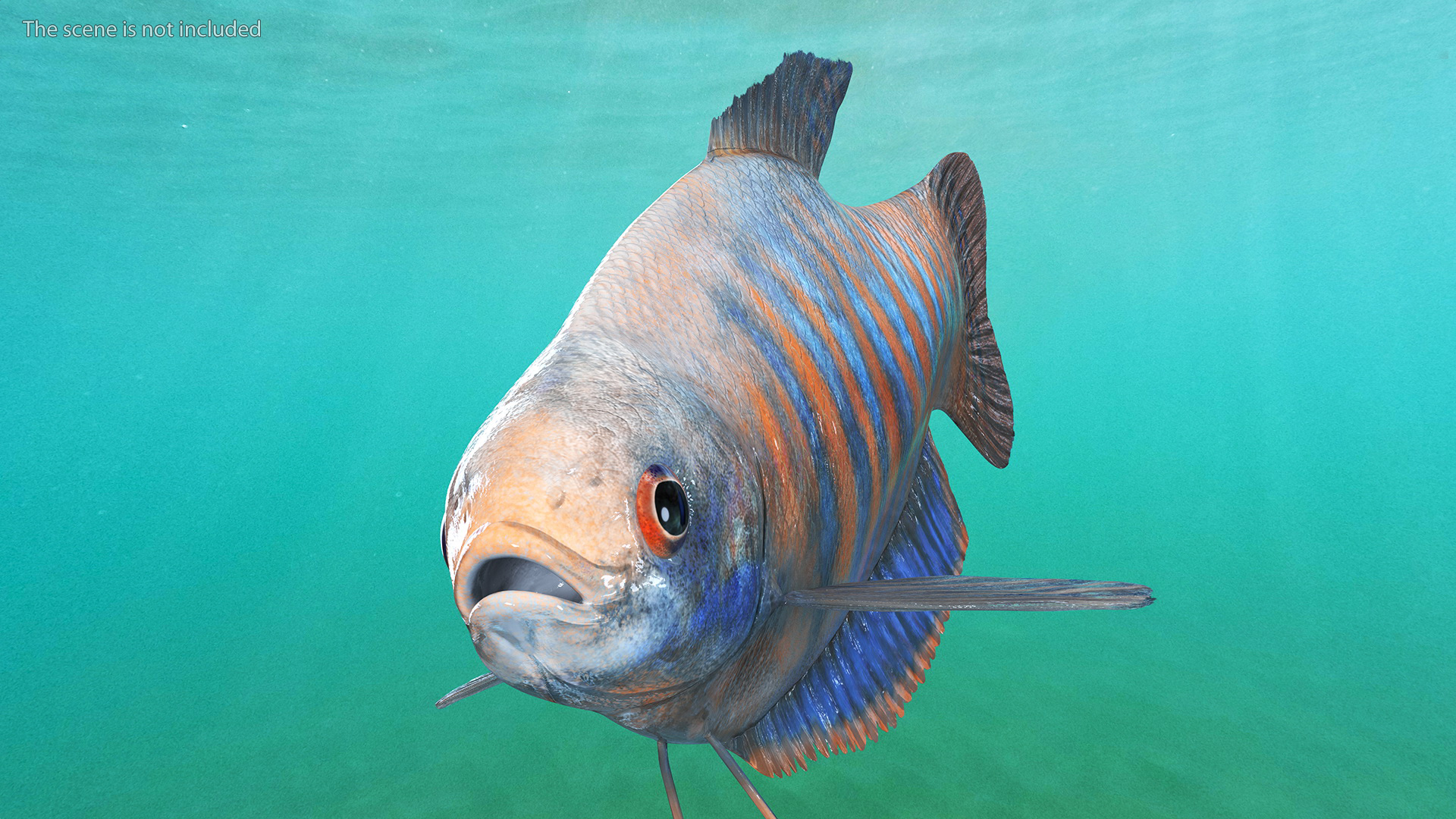 3D model Dwarf Gourami Fish Rigged