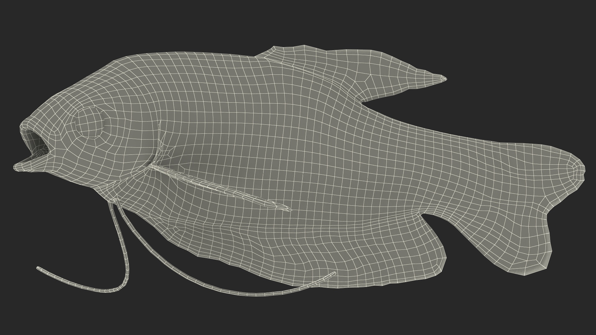 3D model Dwarf Gourami Fish Rigged
