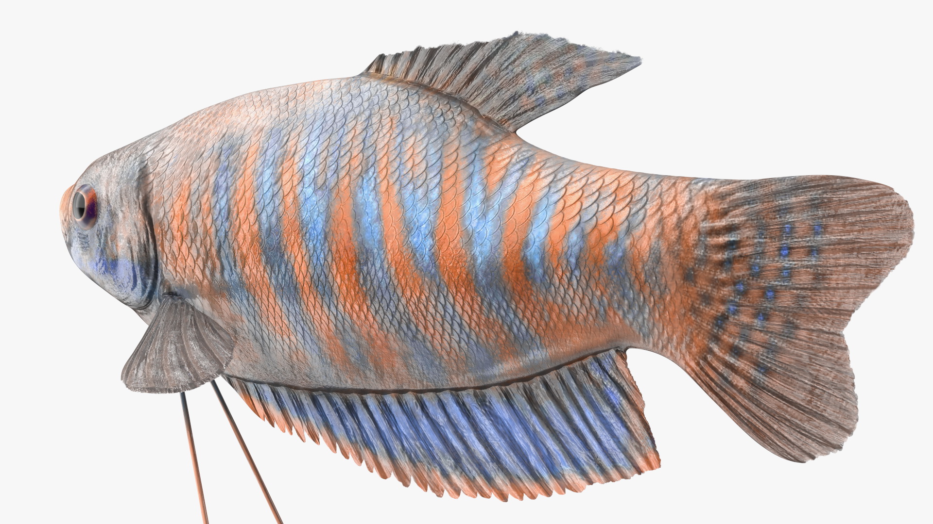 3D model Dwarf Gourami Fish Rigged