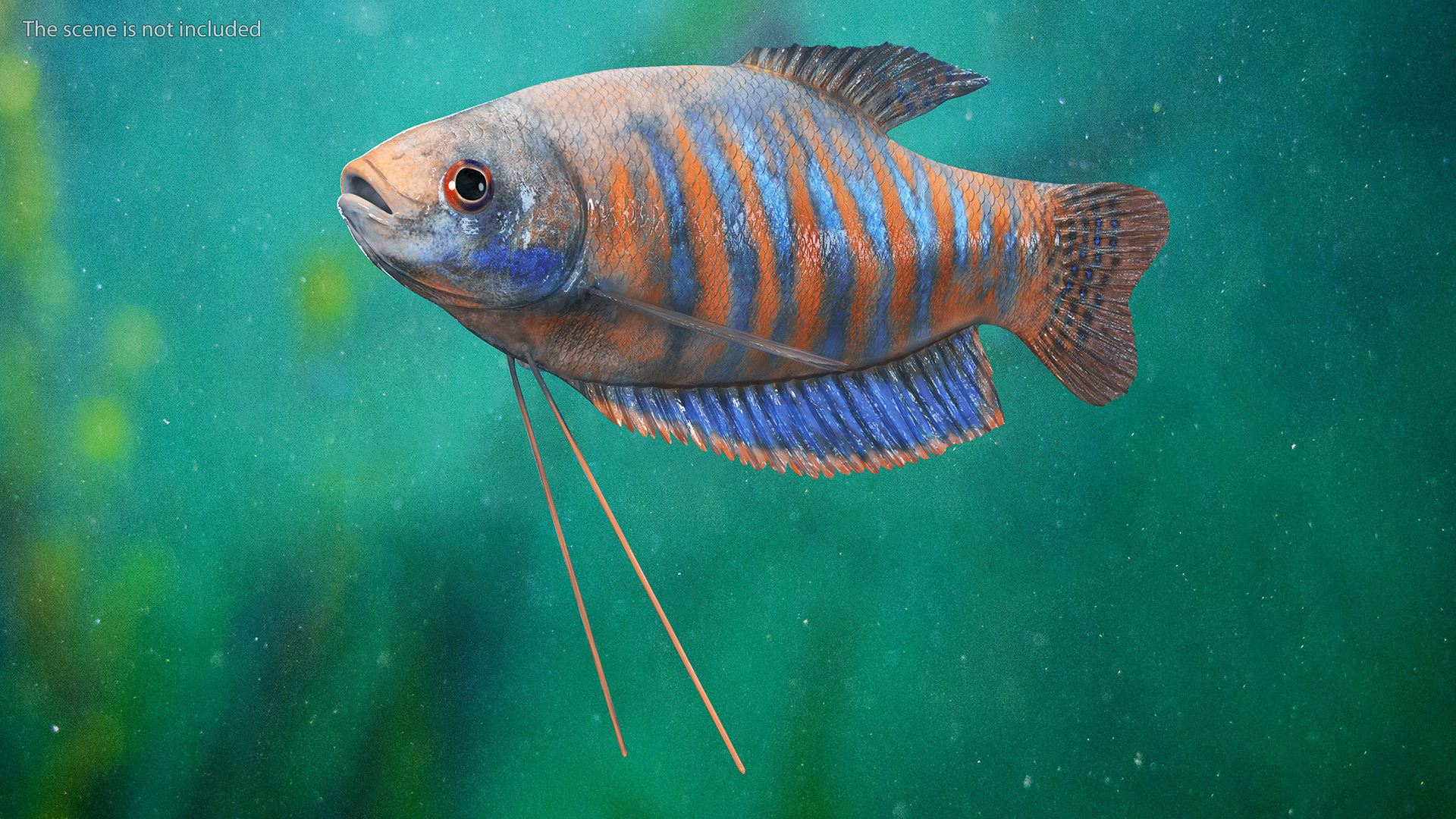 3D model Dwarf Gourami Fish Rigged