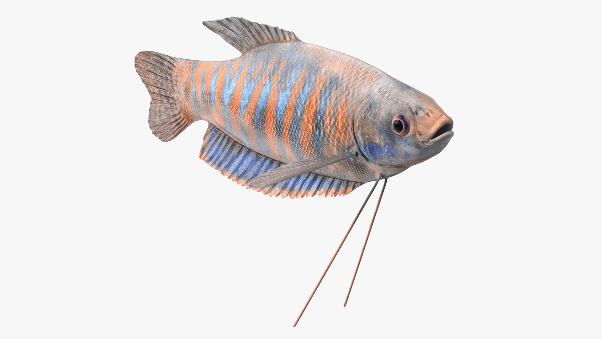 3D model Dwarf Gourami Fish Rigged