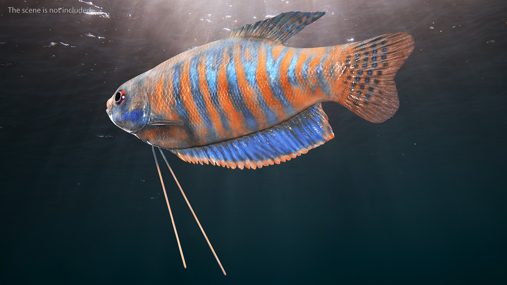 3D model Dwarf Gourami Fish Rigged