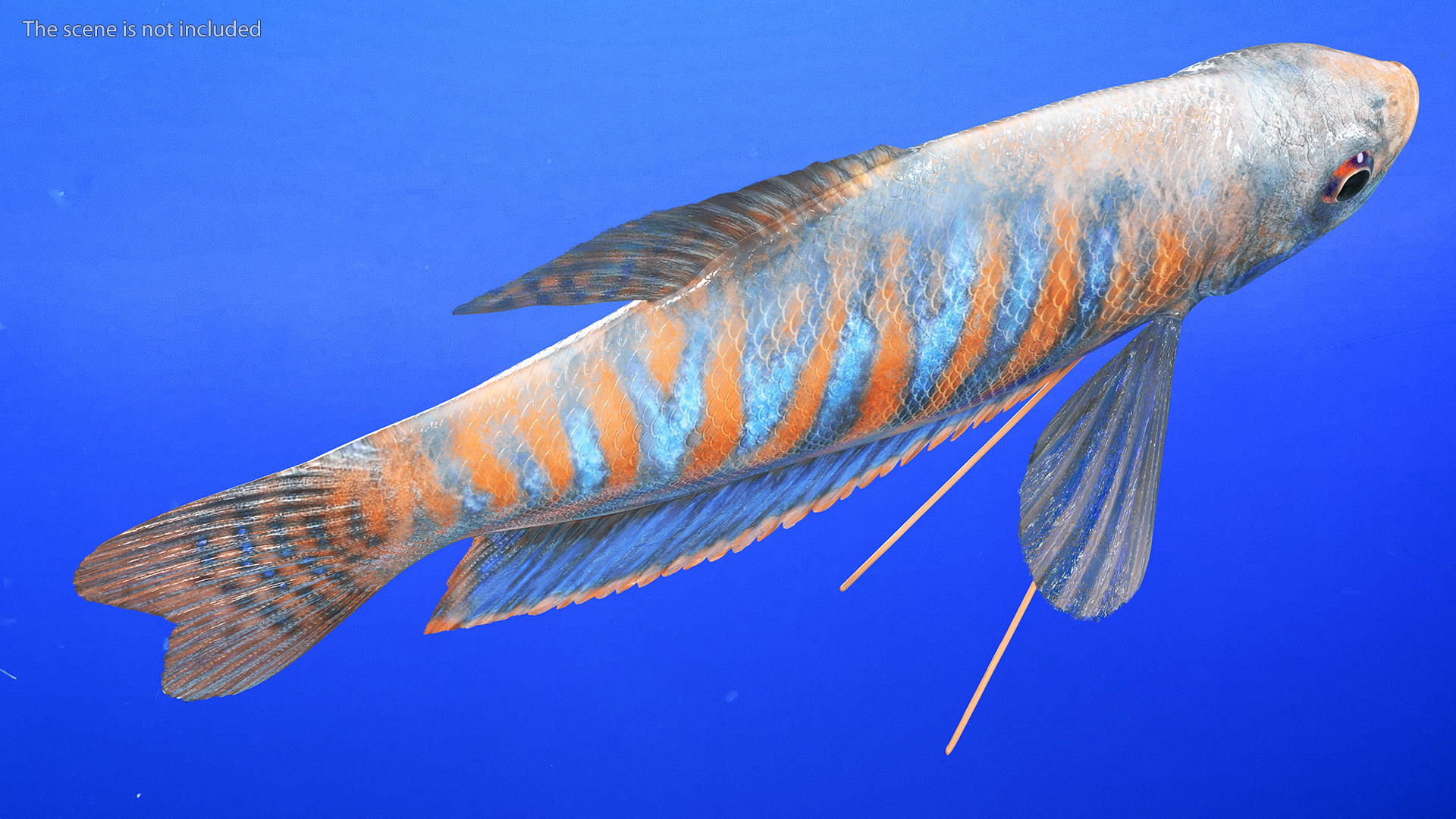 3D model Dwarf Gourami Fish Rigged