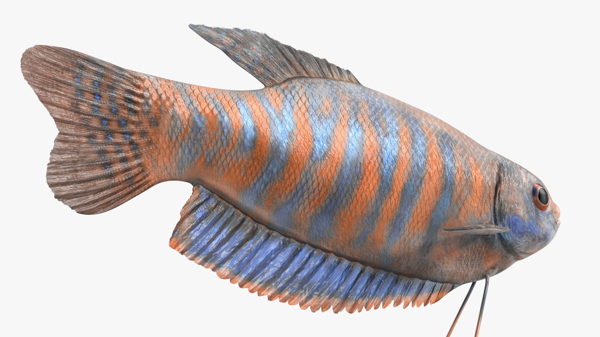 3D model Dwarf Gourami Fish Rigged