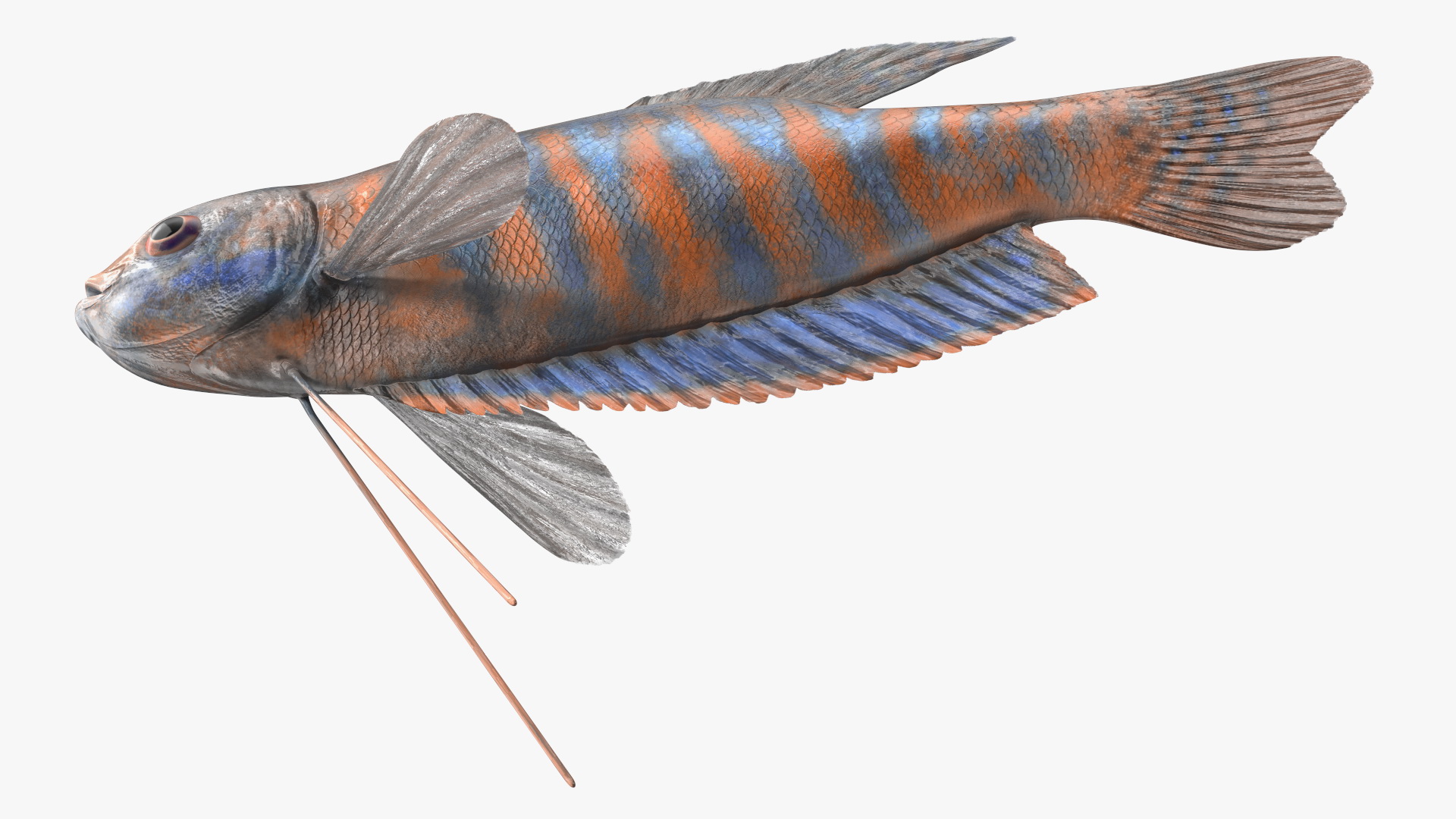 3D model Dwarf Gourami Fish Rigged