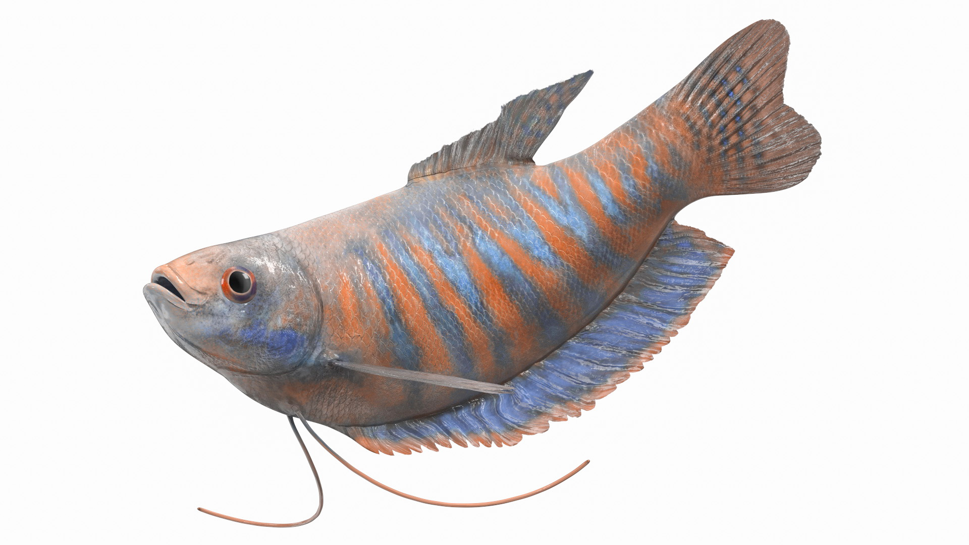 3D model Dwarf Gourami Fish Rigged