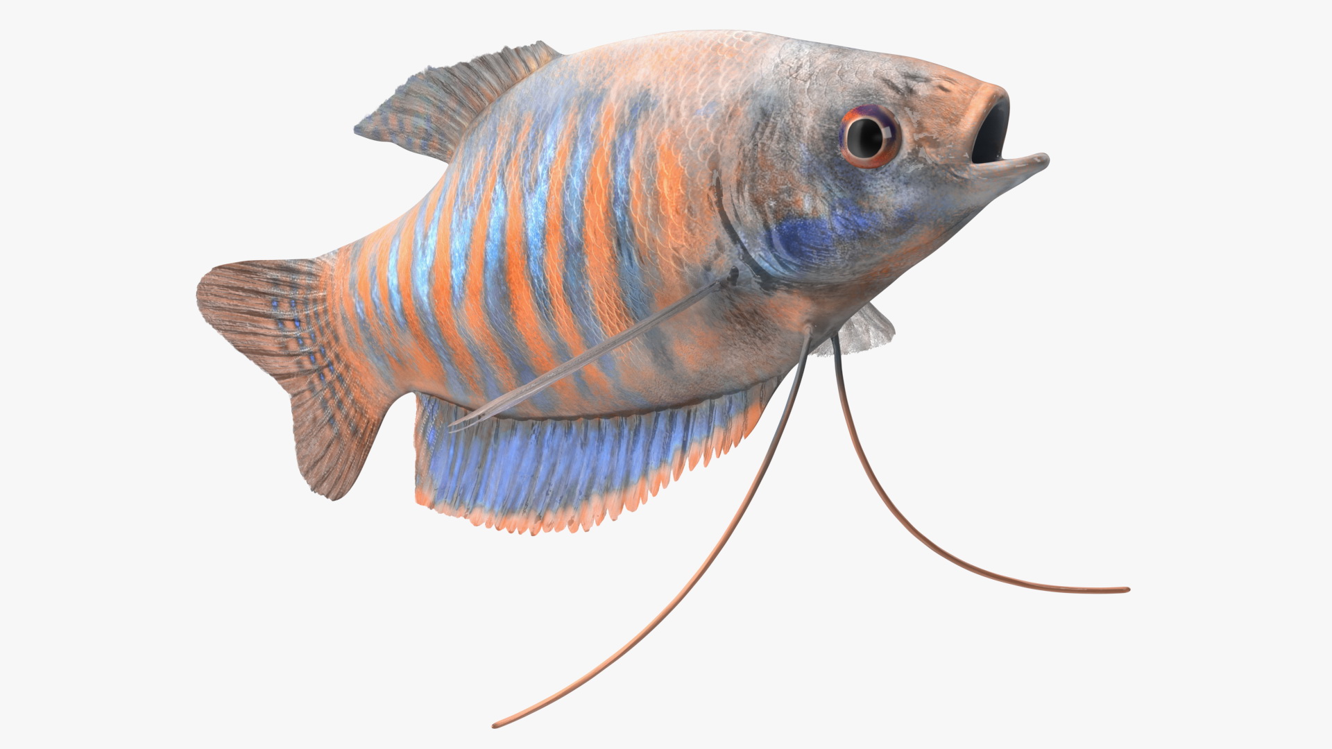 3D model Dwarf Gourami Fish Rigged