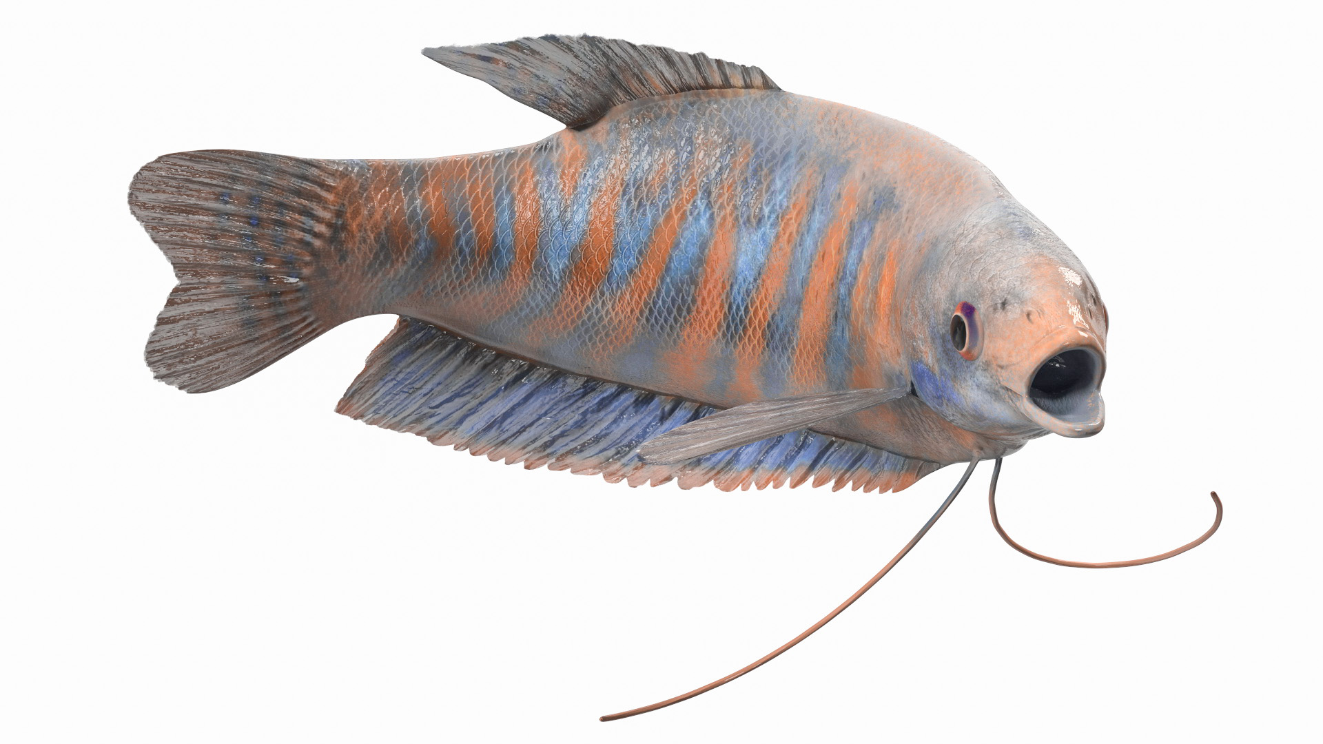 3D model Dwarf Gourami Fish Rigged