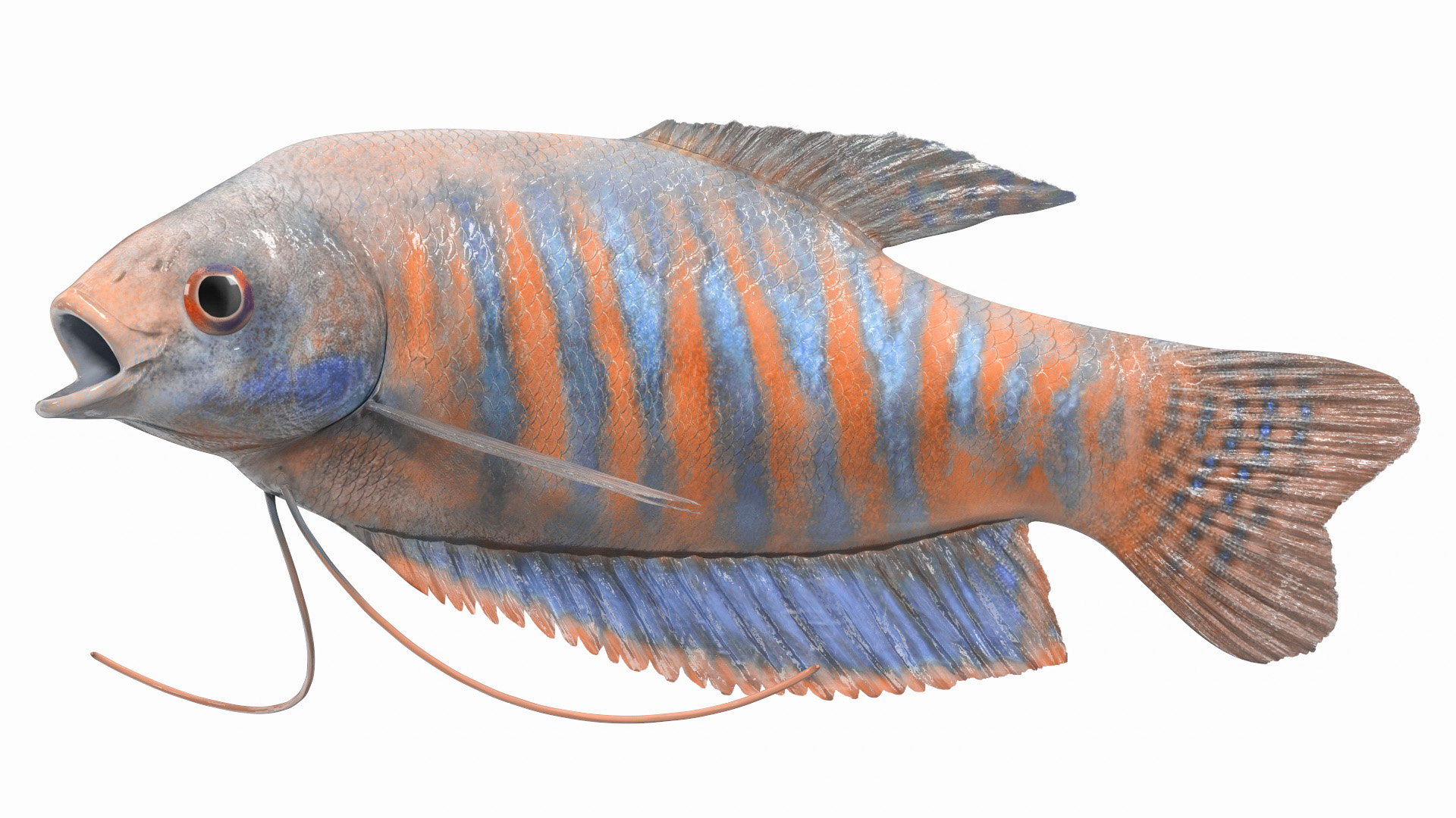 3D model Dwarf Gourami Fish Rigged