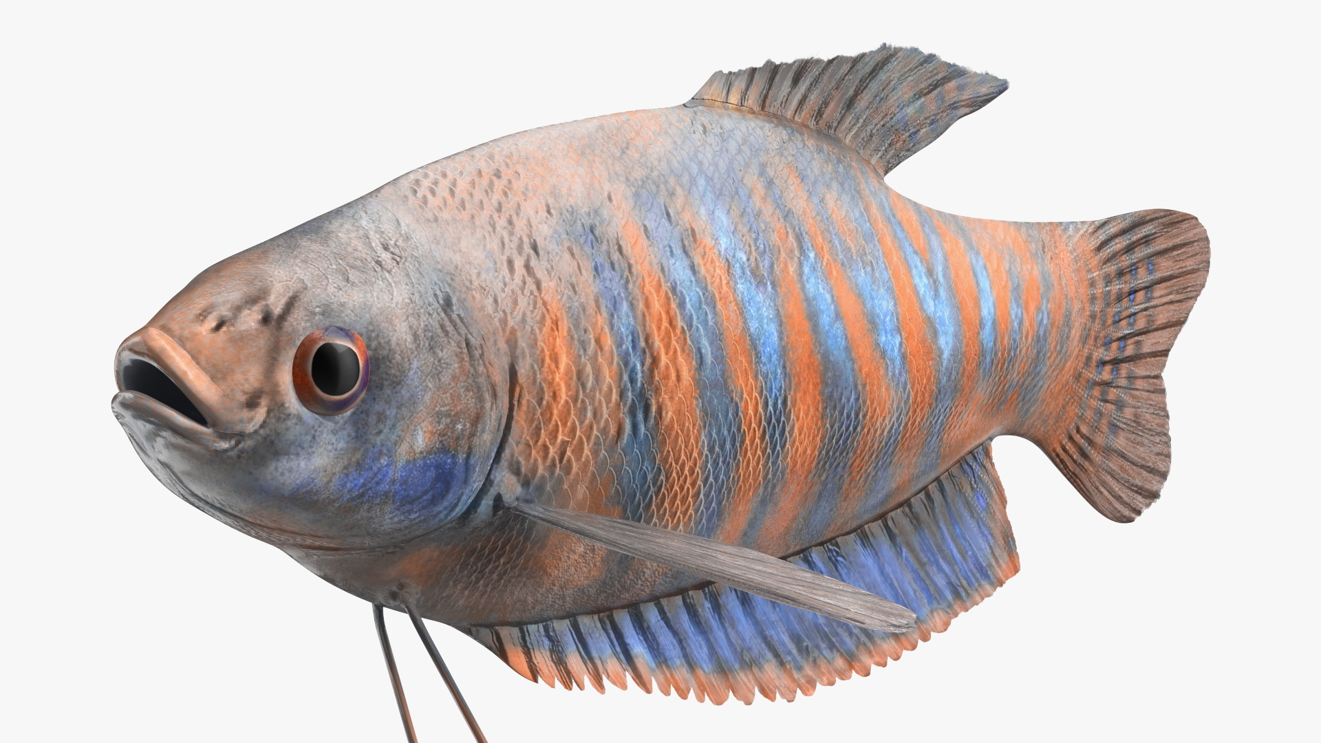 3D model Dwarf Gourami Fish Rigged