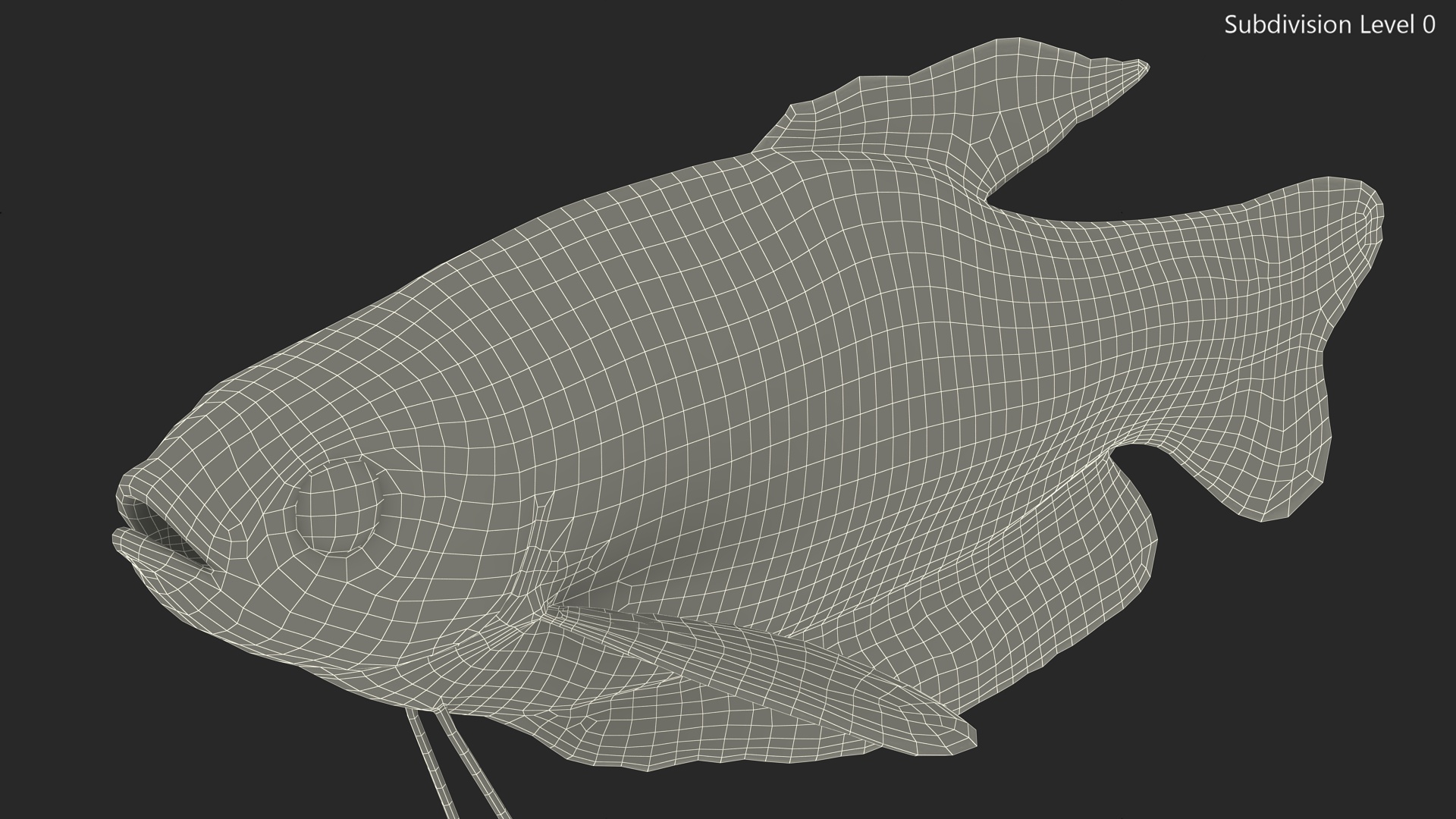 3D model Dwarf Gourami Fish Rigged