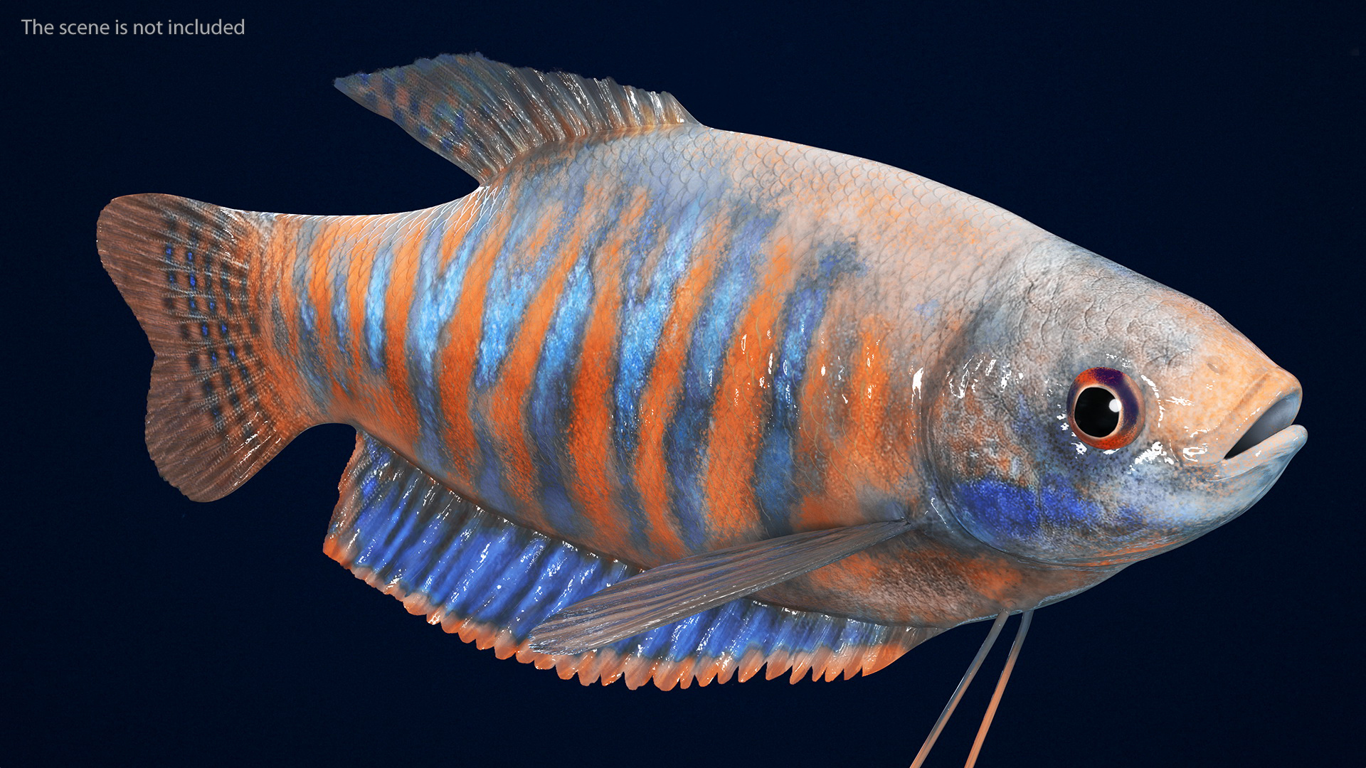 3D model Dwarf Gourami Fish Rigged