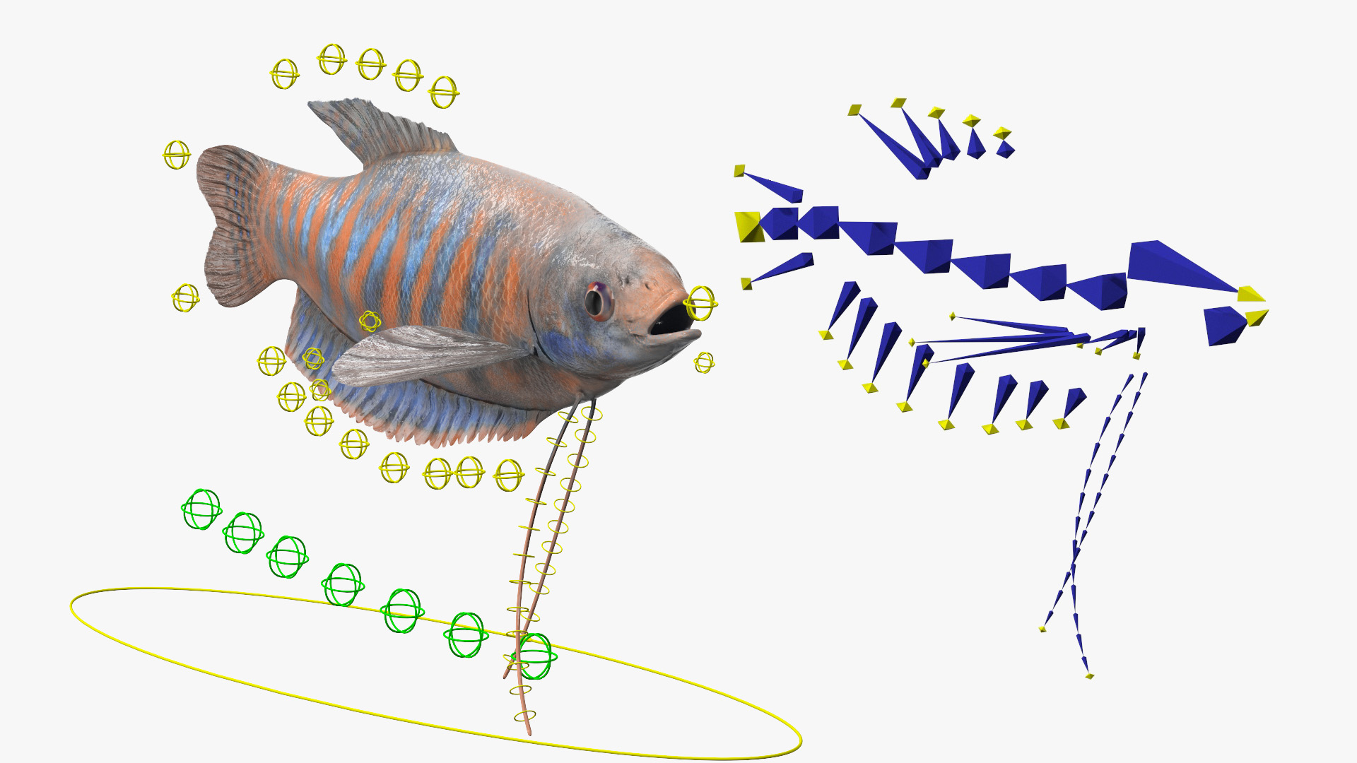 3D model Dwarf Gourami Fish Rigged
