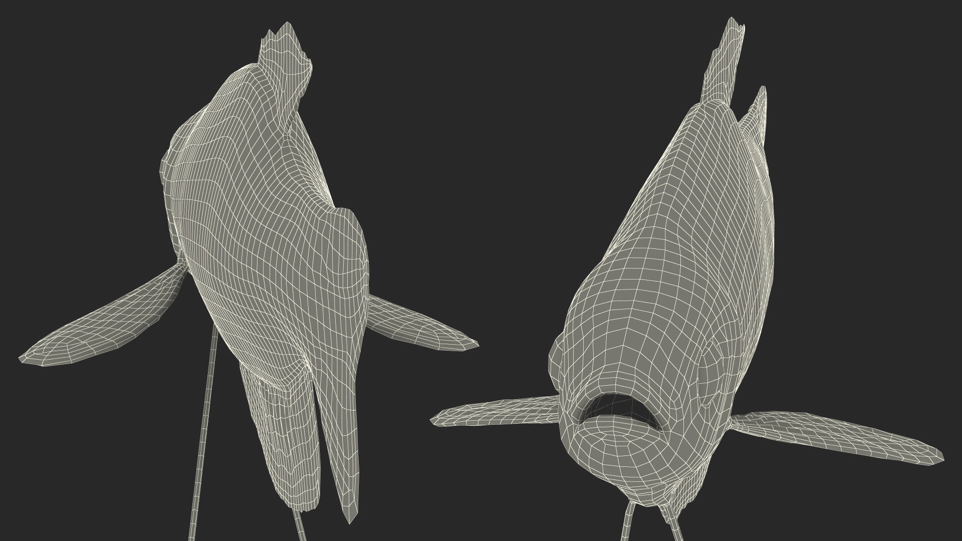3D model Dwarf Gourami Fish Rigged