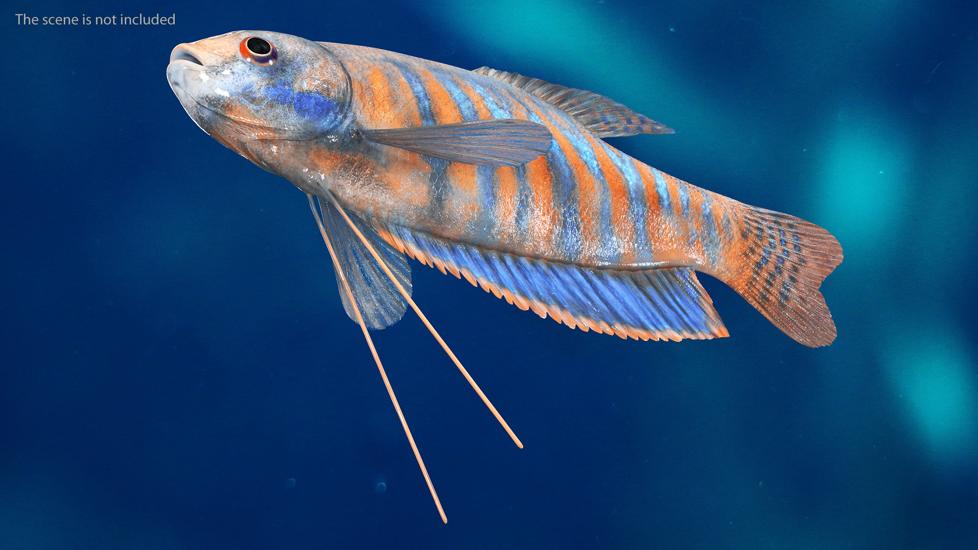 3D model Dwarf Gourami Fish Rigged