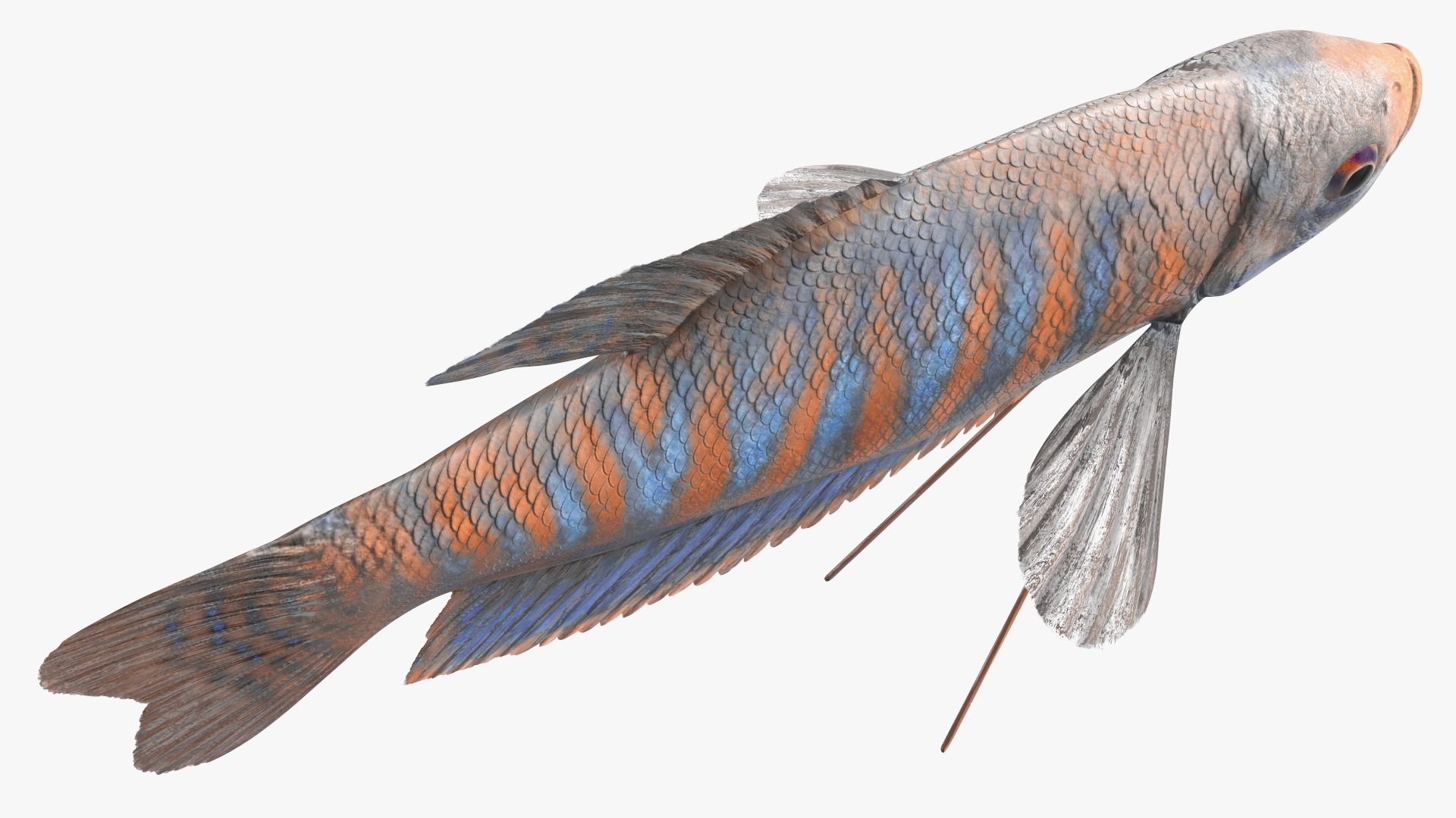 3D model Dwarf Gourami Fish Rigged