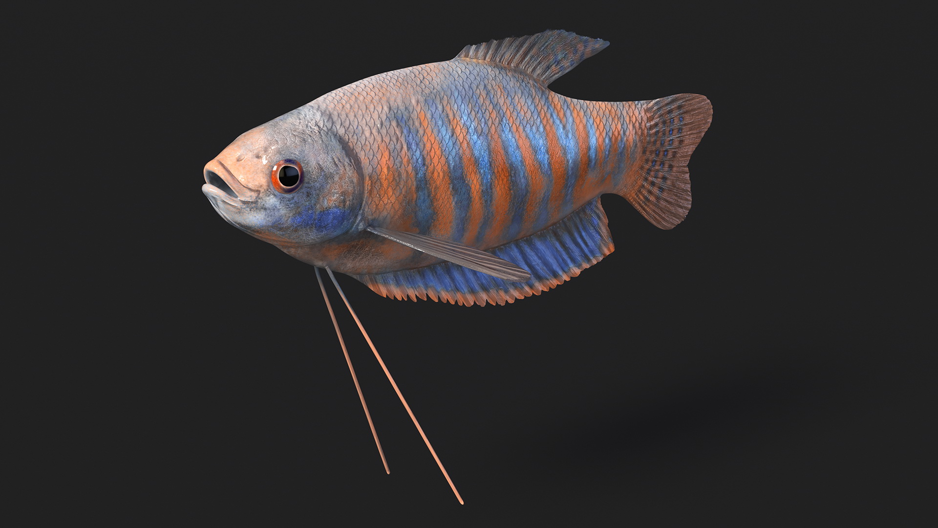 3D model Dwarf Gourami Fish Rigged