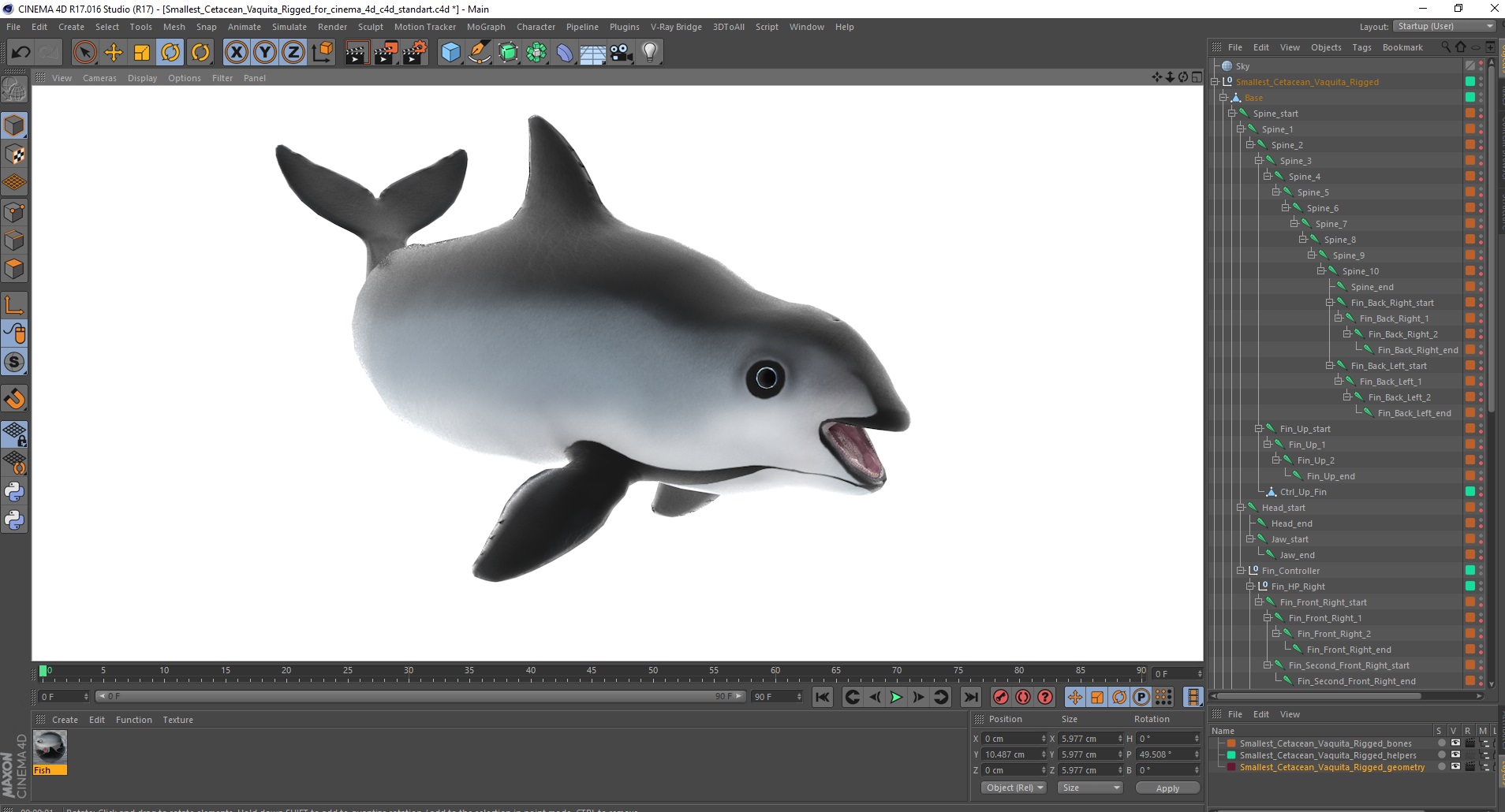 3D Smallest Cetacean Vaquita Rigged for Cinema 4D