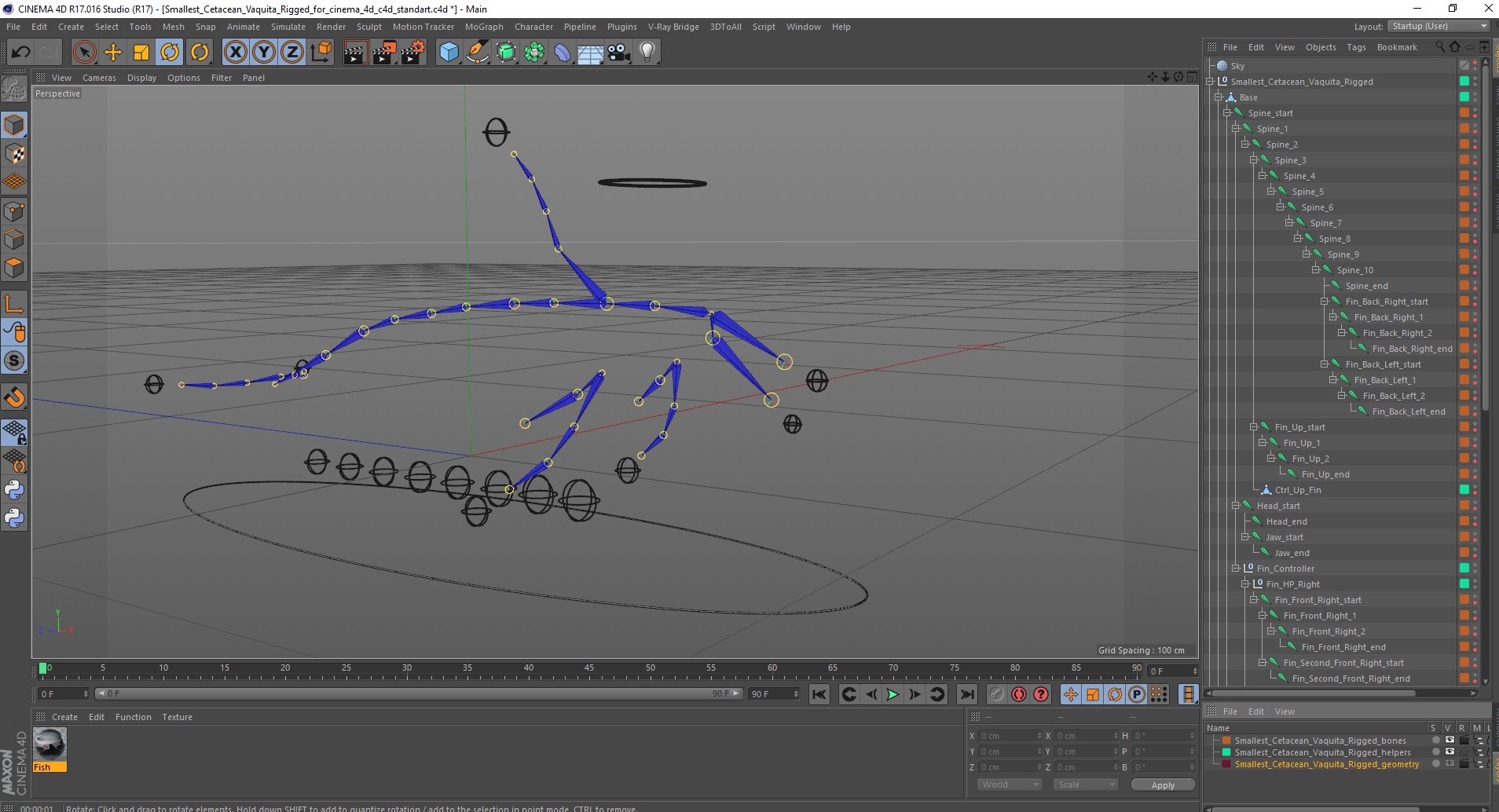 3D Smallest Cetacean Vaquita Rigged for Cinema 4D