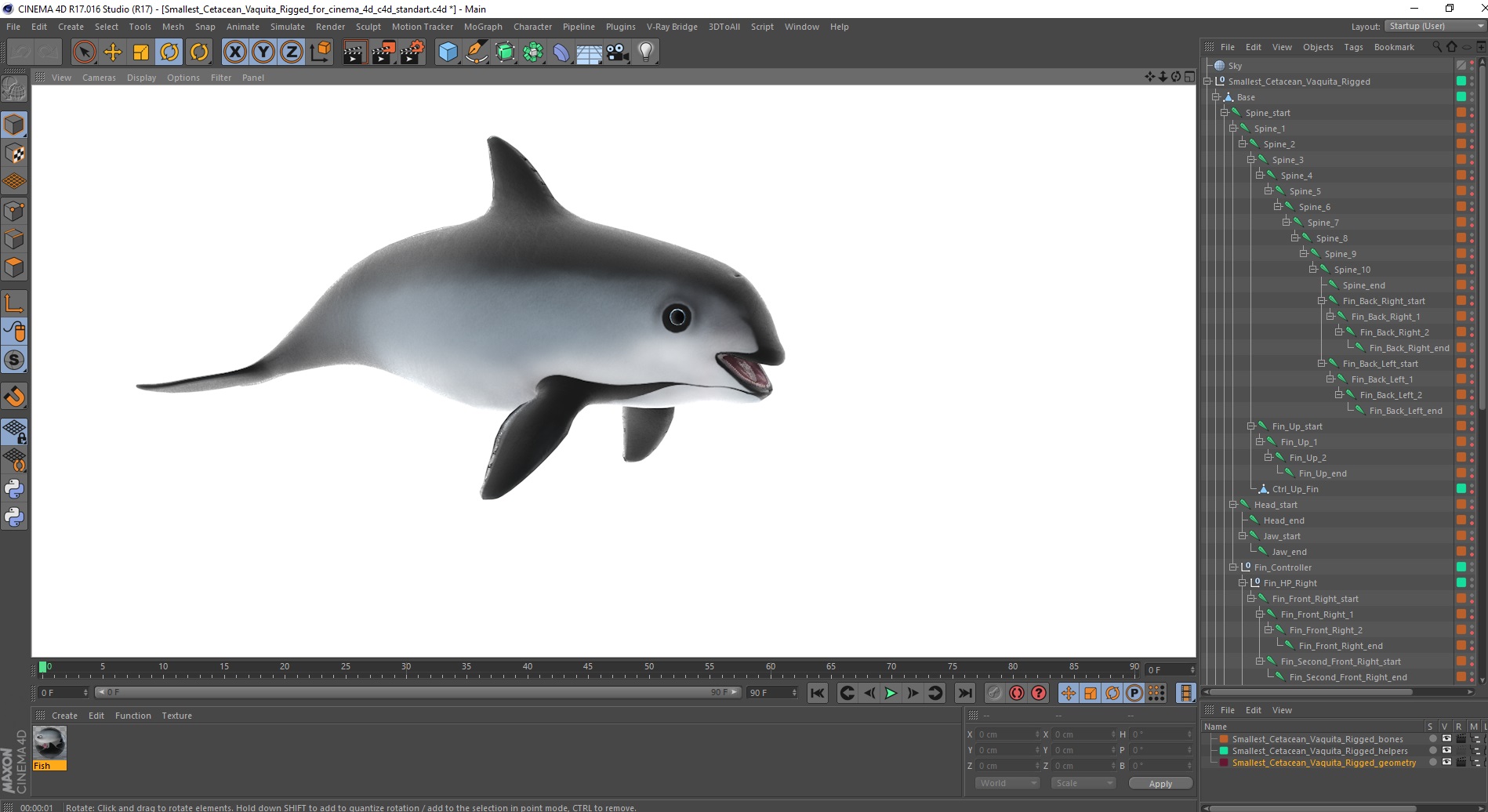 3D Smallest Cetacean Vaquita Rigged for Cinema 4D