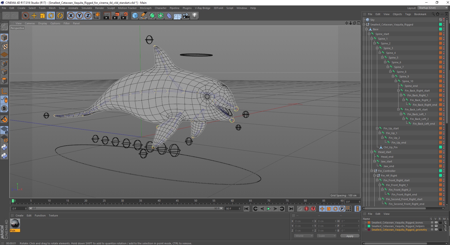 3D Smallest Cetacean Vaquita Rigged for Cinema 4D