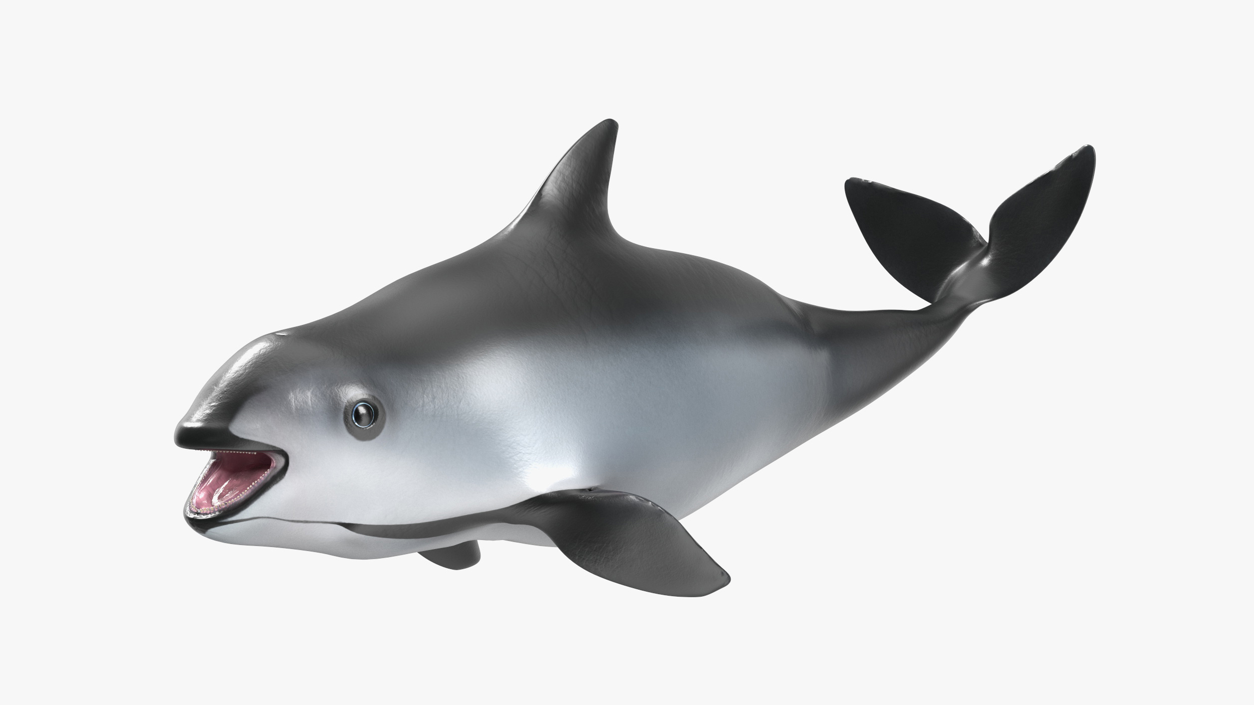3D Smallest Cetacean Vaquita Rigged for Cinema 4D