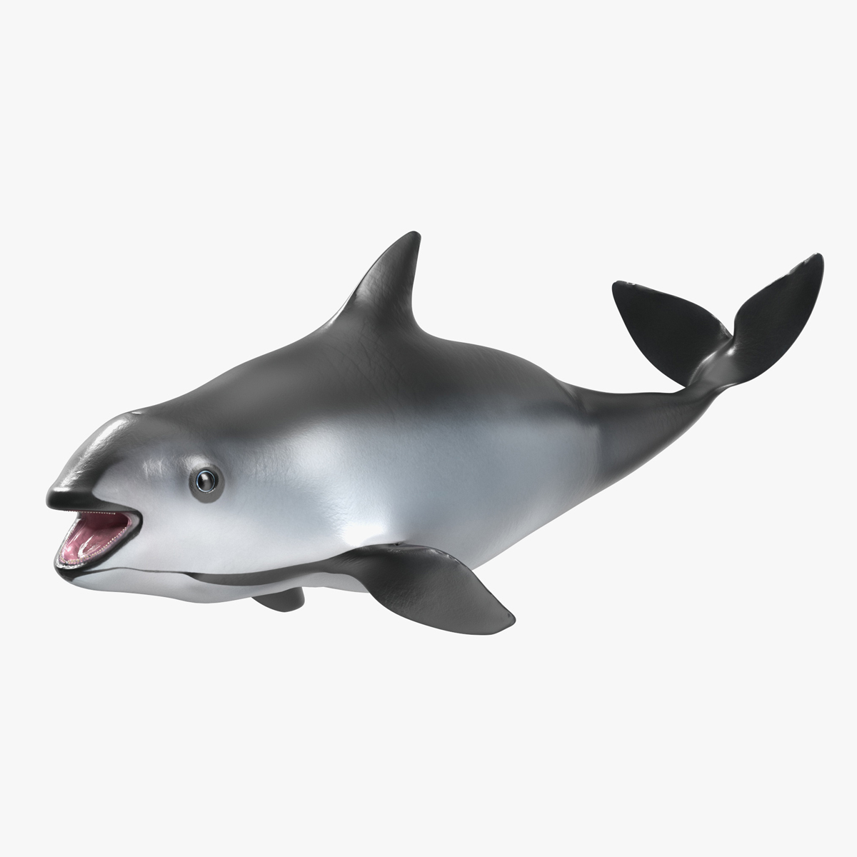 3D Smallest Cetacean Vaquita Rigged for Cinema 4D