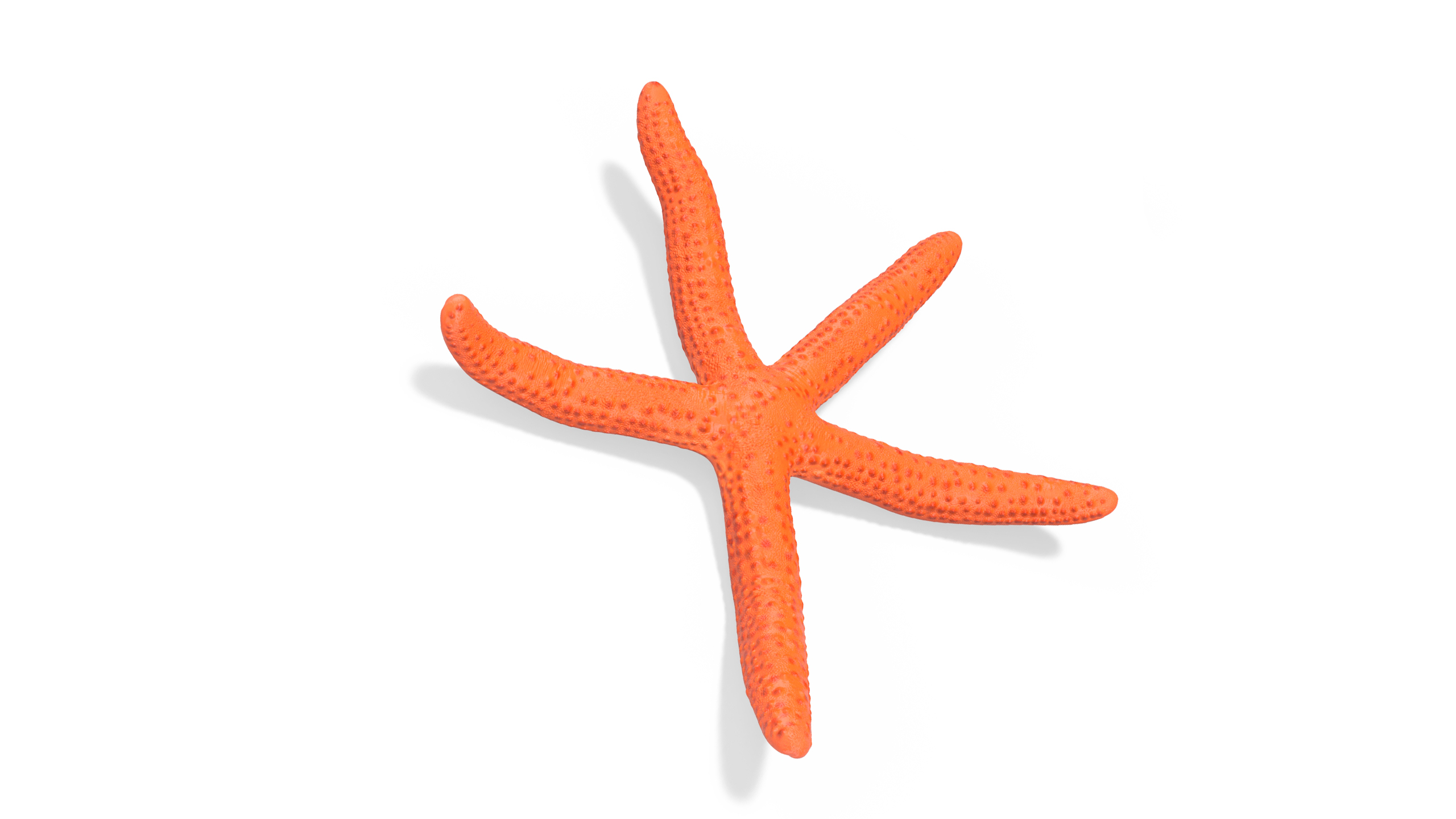 3D Red Sea Star Rigged for Maya model