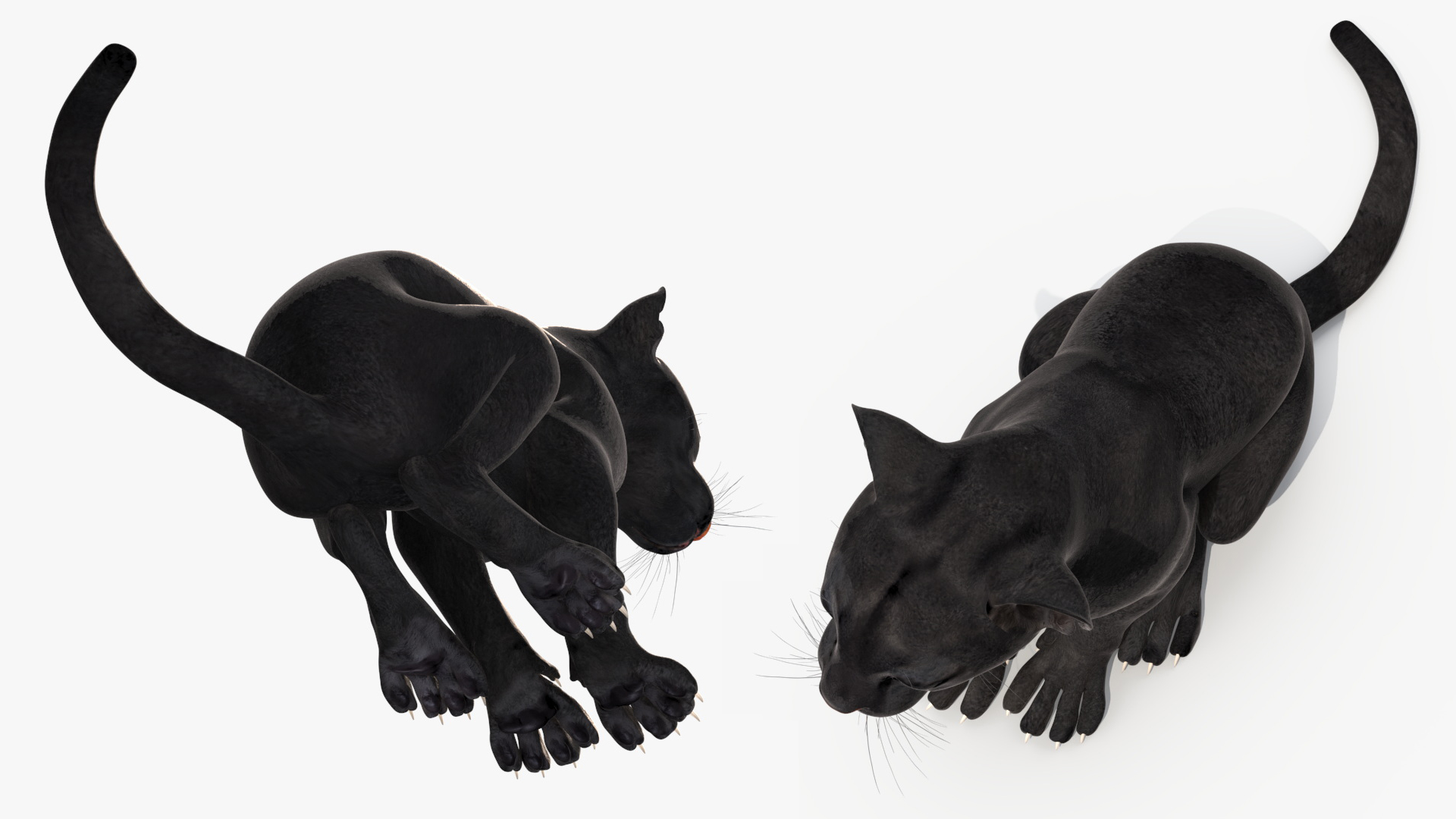 3D model Black Panther Cub Sitting Pose