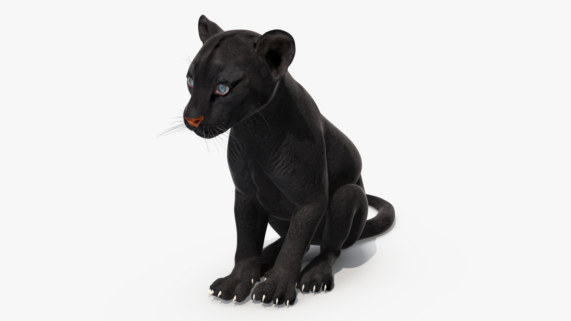 3D model Black Panther Cub Sitting Pose