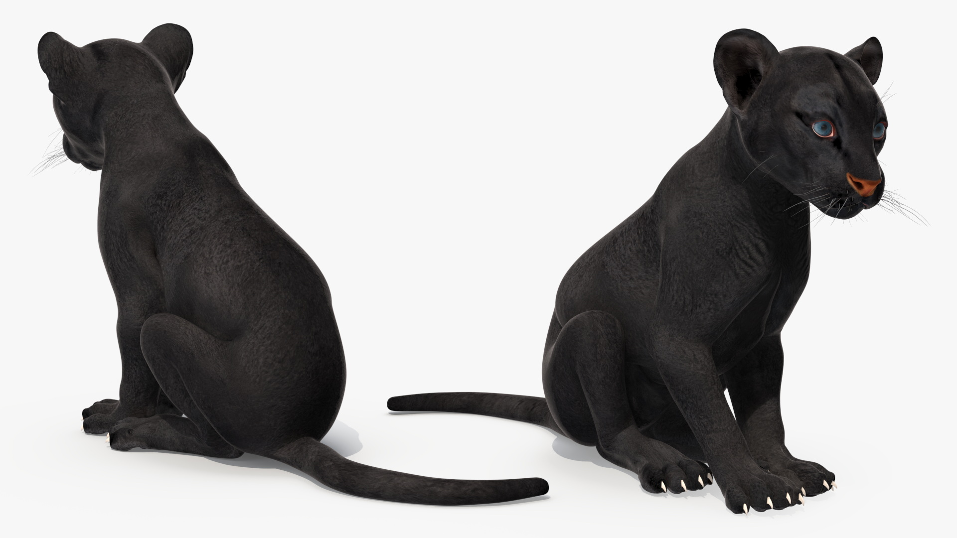3D model Black Panther Cub Sitting Pose