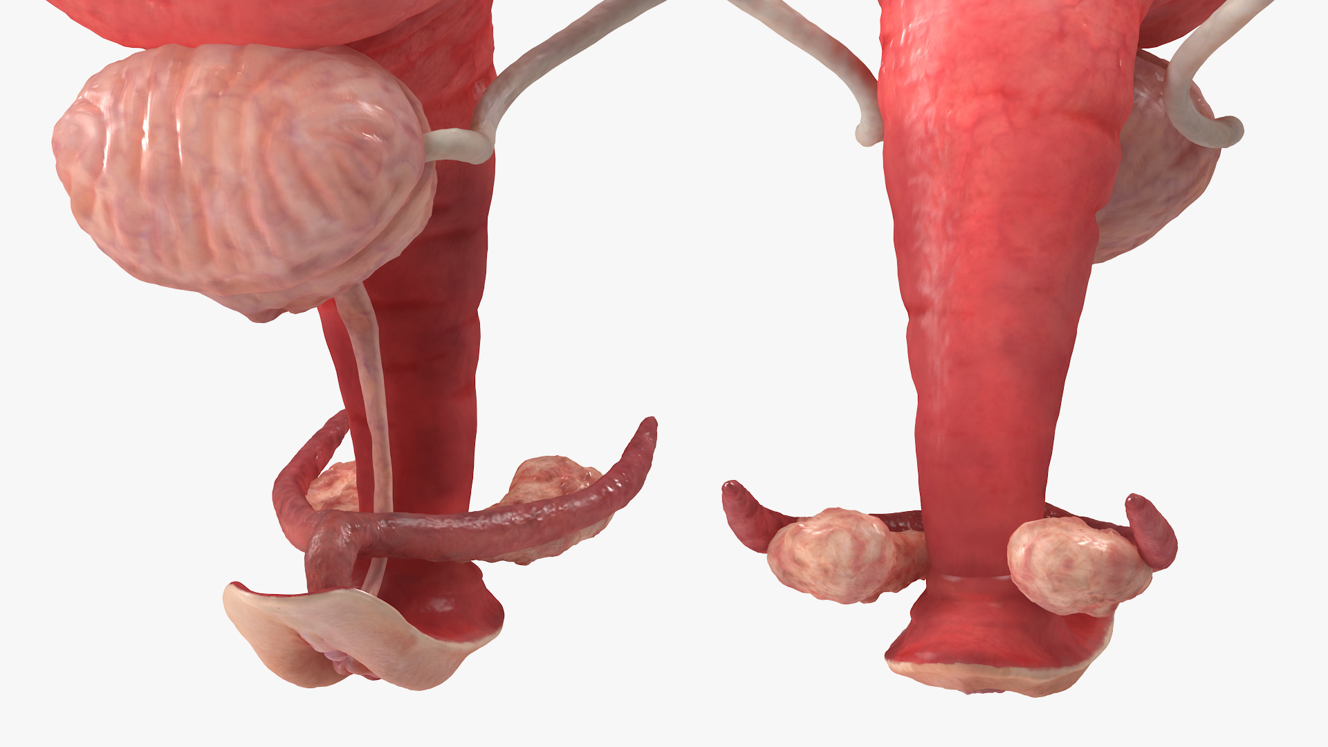 3D Female Reproductive System