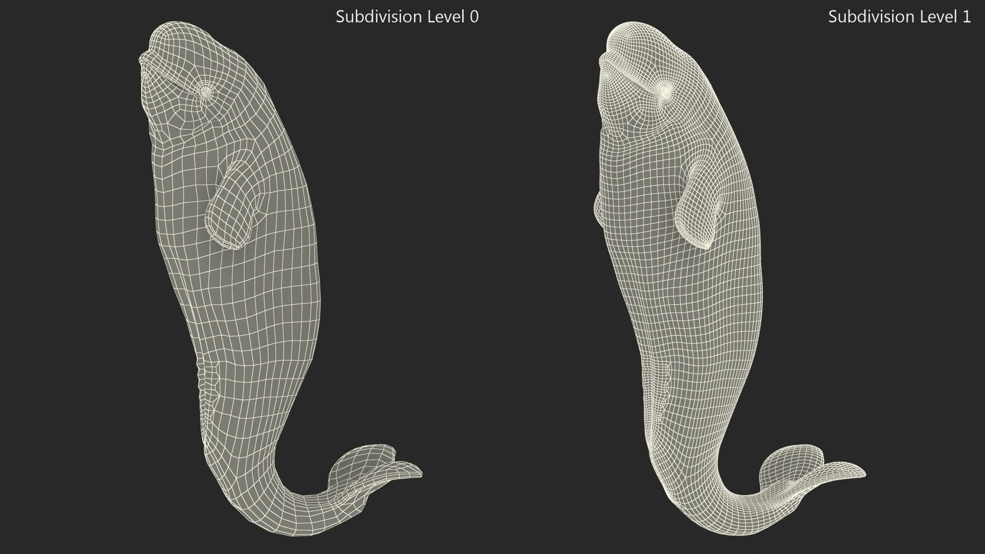 3D model Beluga Whale Young Performance Pose
