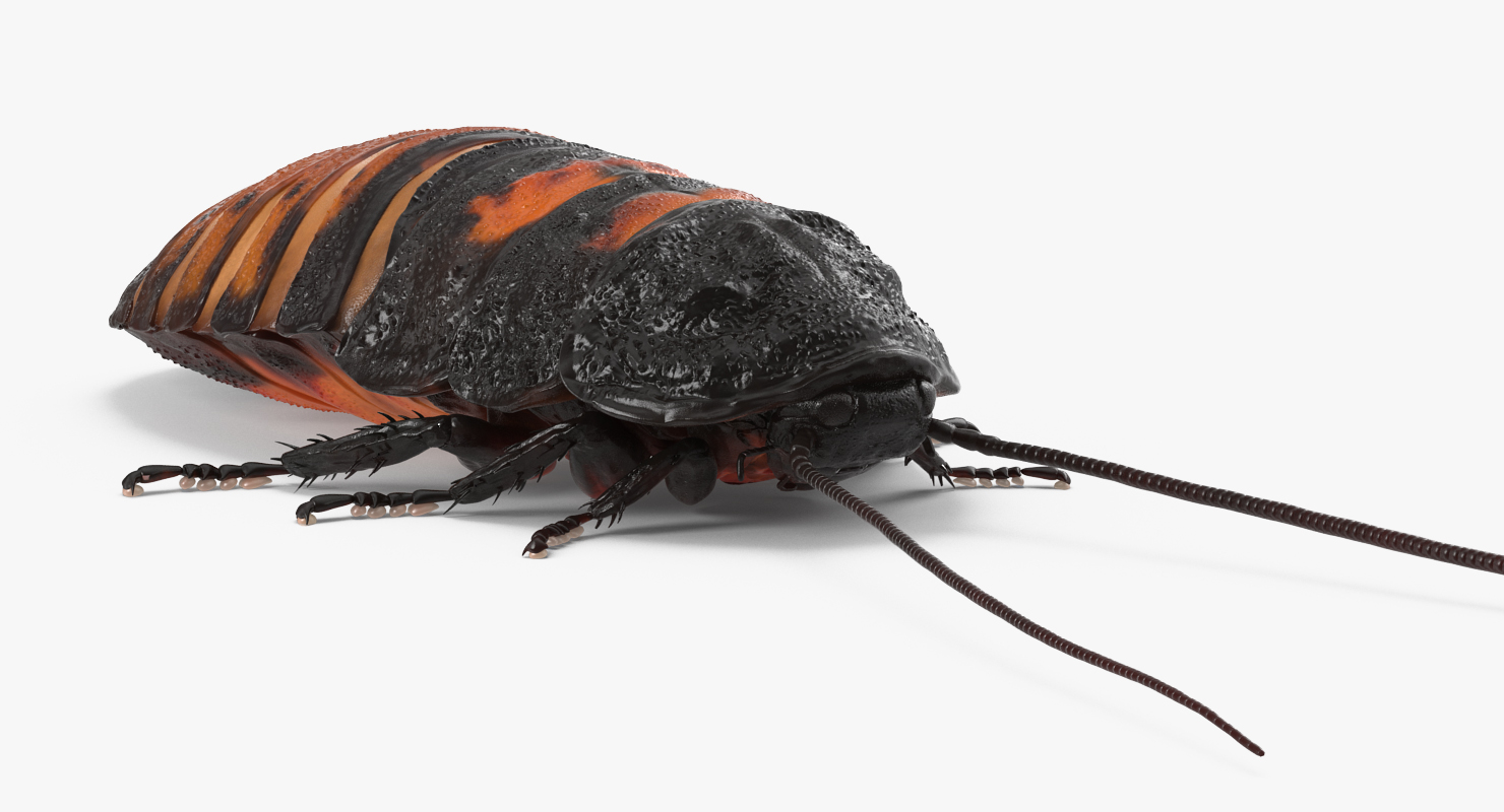 Hissing Cockroach Rigged 3D model