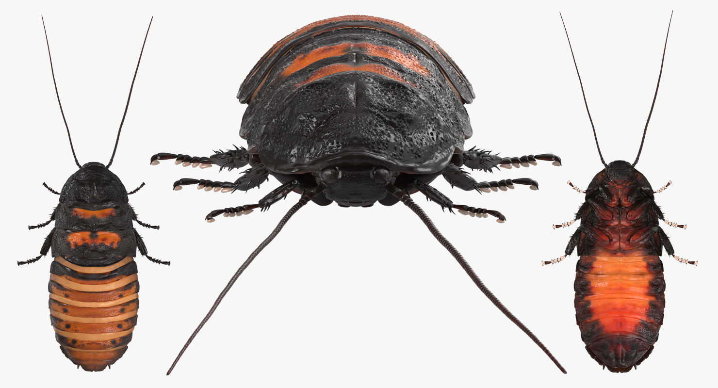 Hissing Cockroach Rigged 3D model