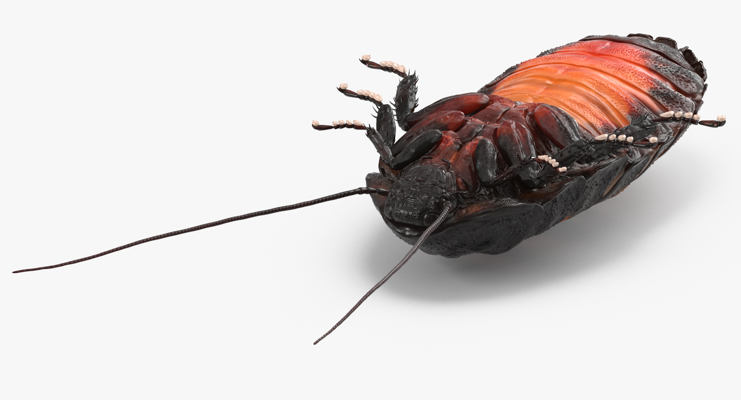 Hissing Cockroach Rigged 3D model
