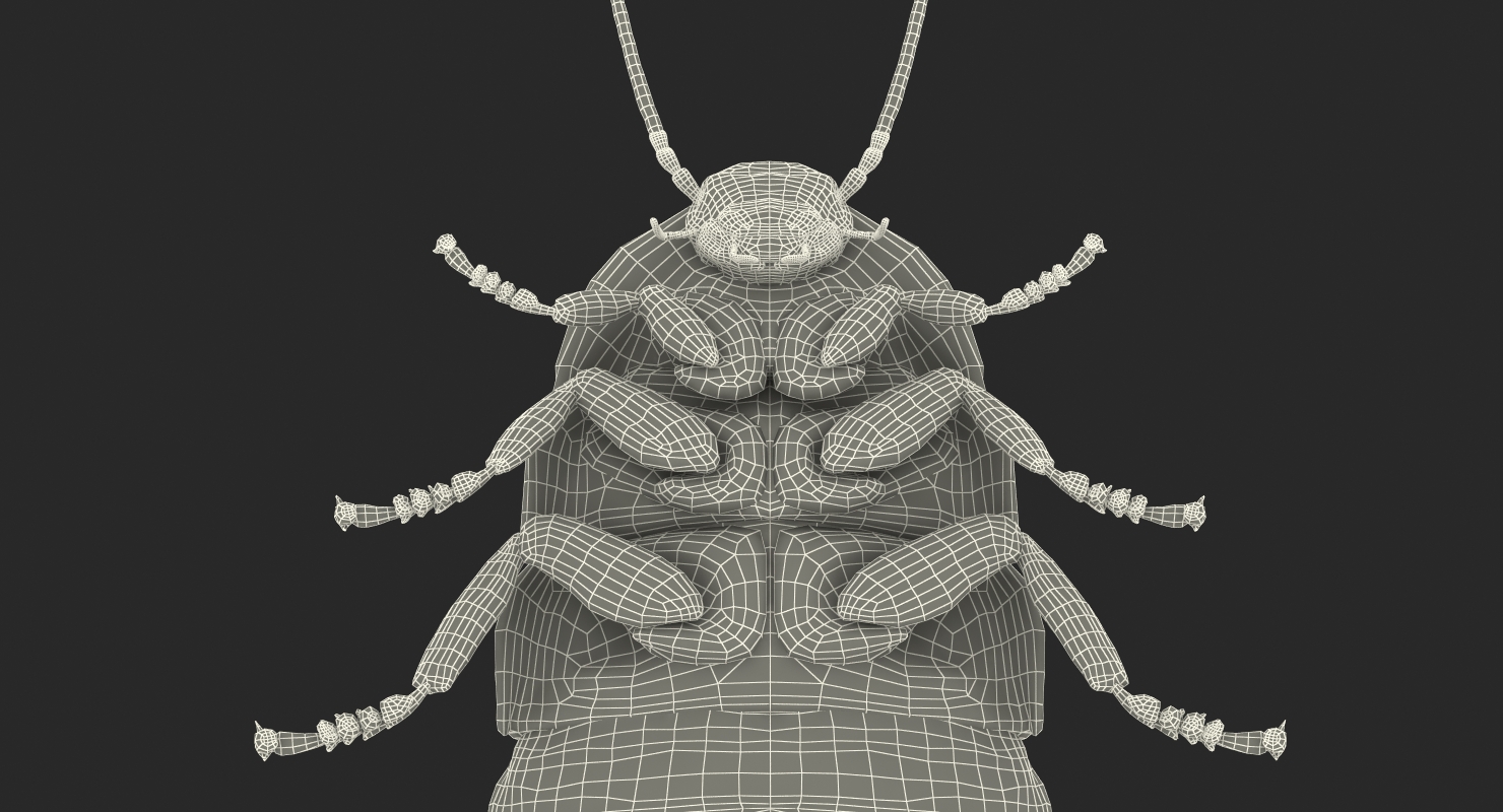 Hissing Cockroach Rigged 3D model