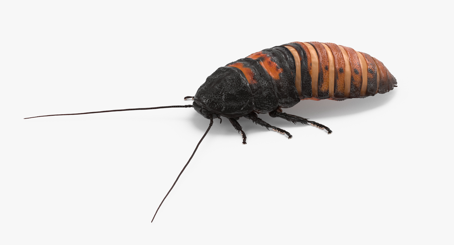 Hissing Cockroach Rigged 3D model