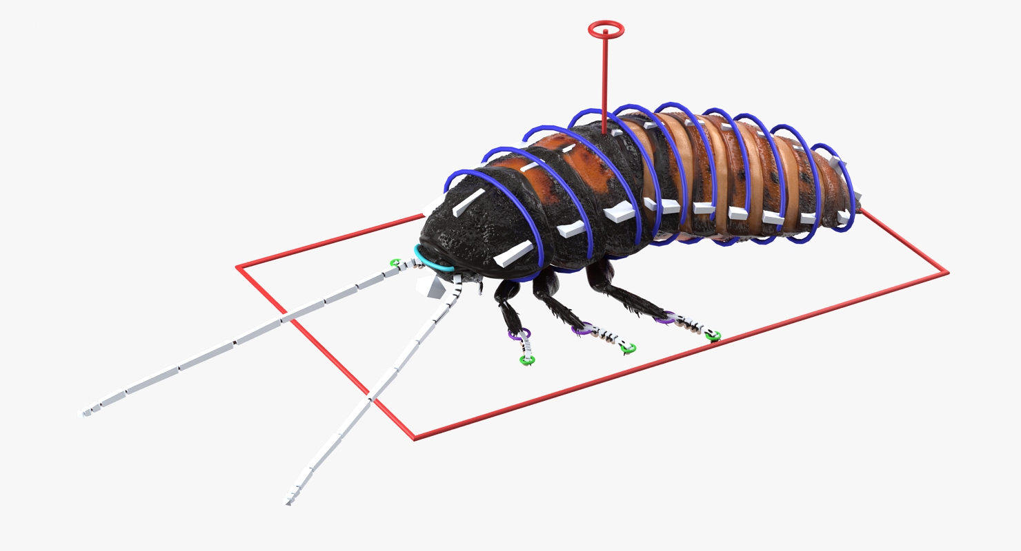 Hissing Cockroach Rigged 3D model