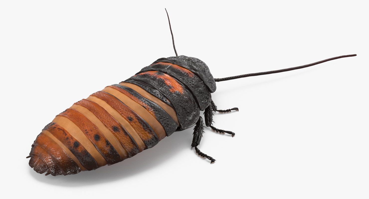 Hissing Cockroach Rigged 3D model