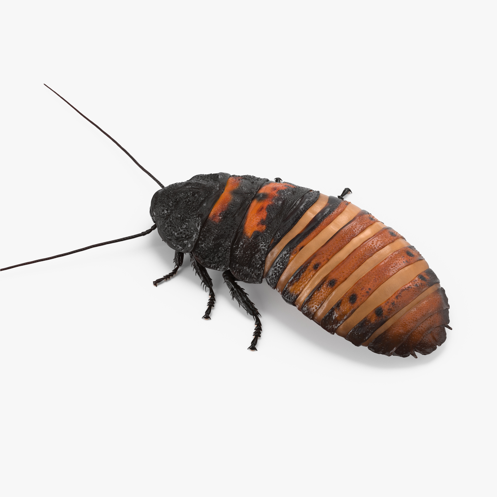 Hissing Cockroach Rigged 3D Model, view 4