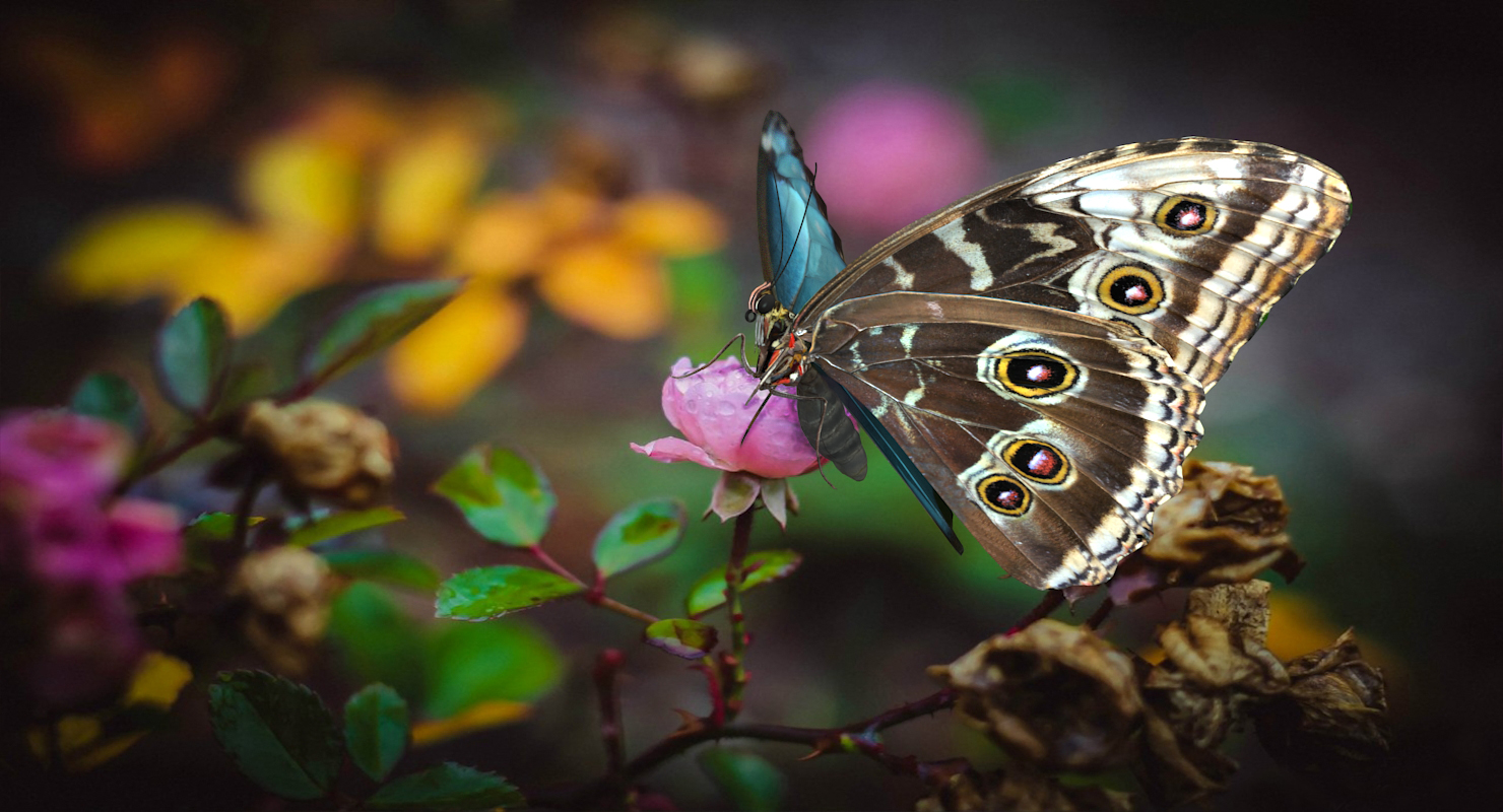 Emperor Butterfly 3D