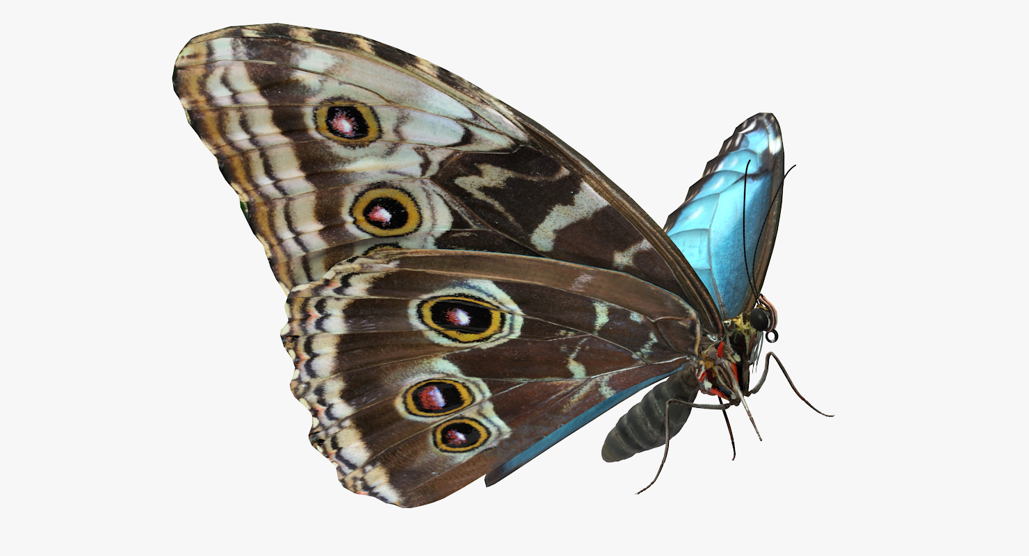 Emperor Butterfly 3D