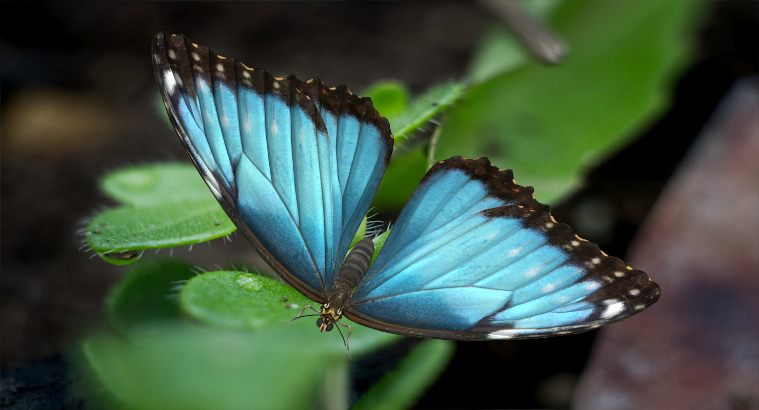 Emperor Butterfly 3D